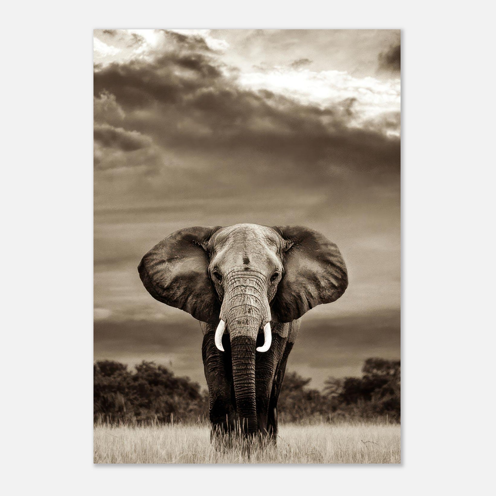 Majestic elephant portrait photography poster in monochrome, showcasing intricate details of the elephant's features.