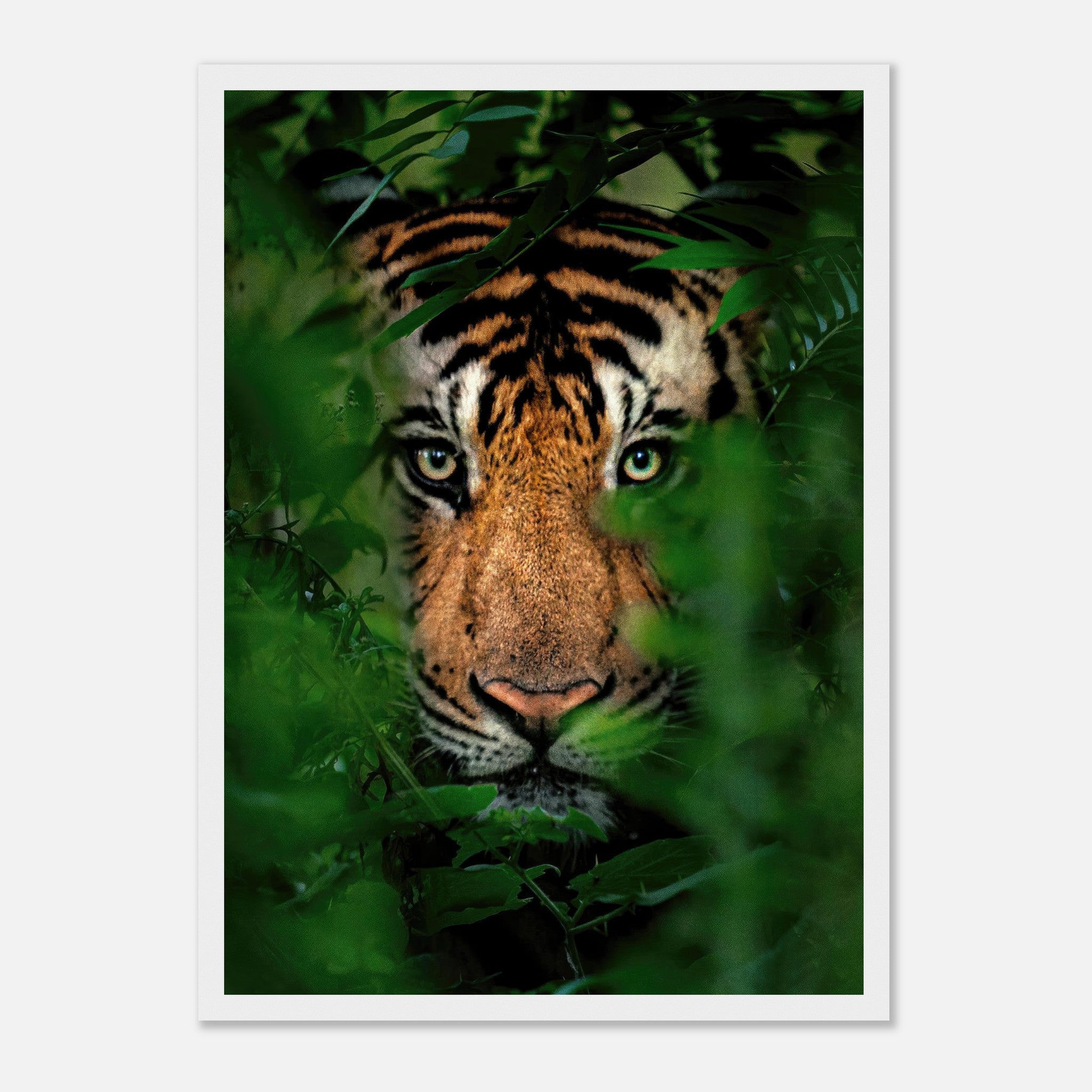 Tiger Through Jungle framed print featuring a close-up of a tiger's face peeking through dense green foliage.