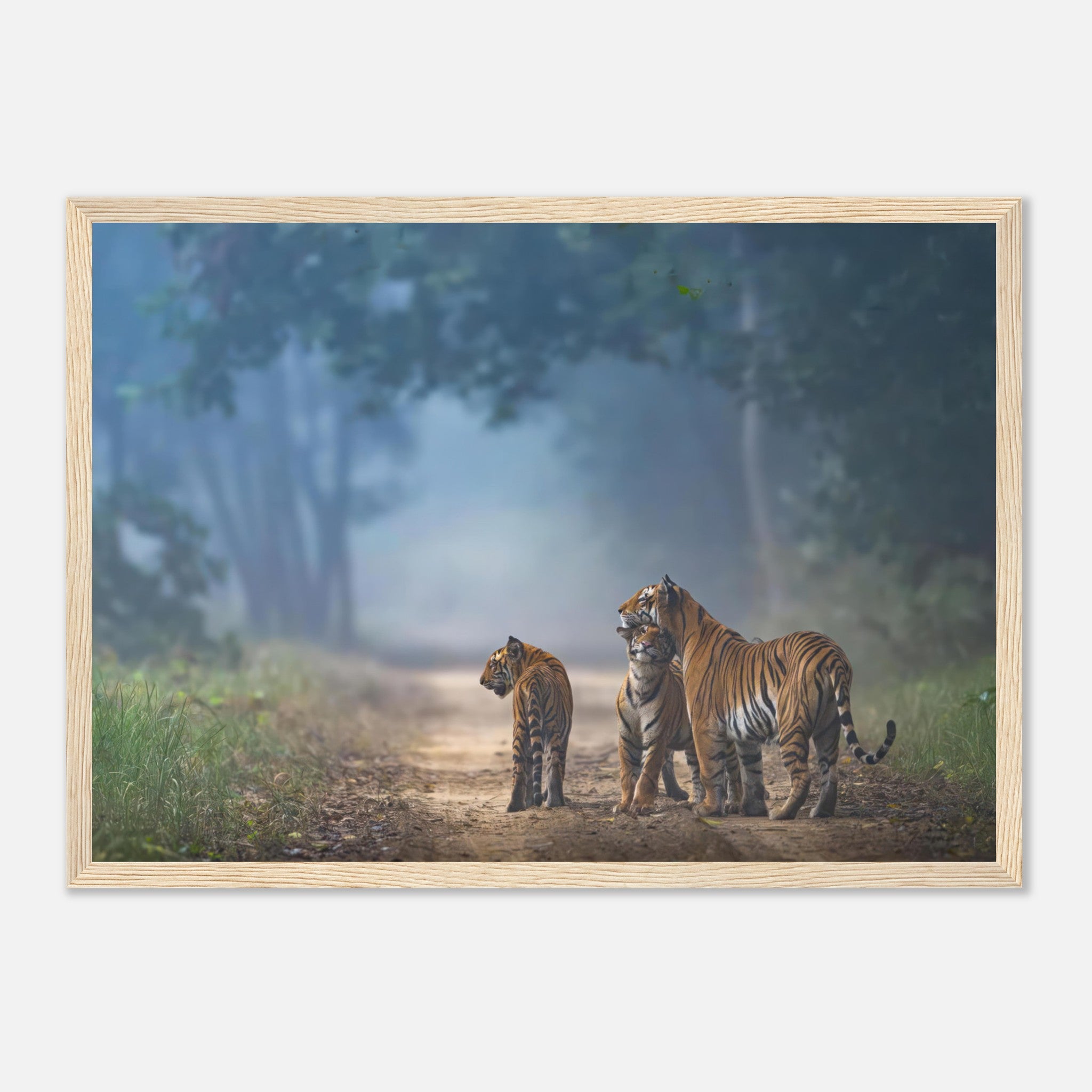 Framed print of a tiger family on a forest path, showcasing vibrant orange coats and serene ambiance.