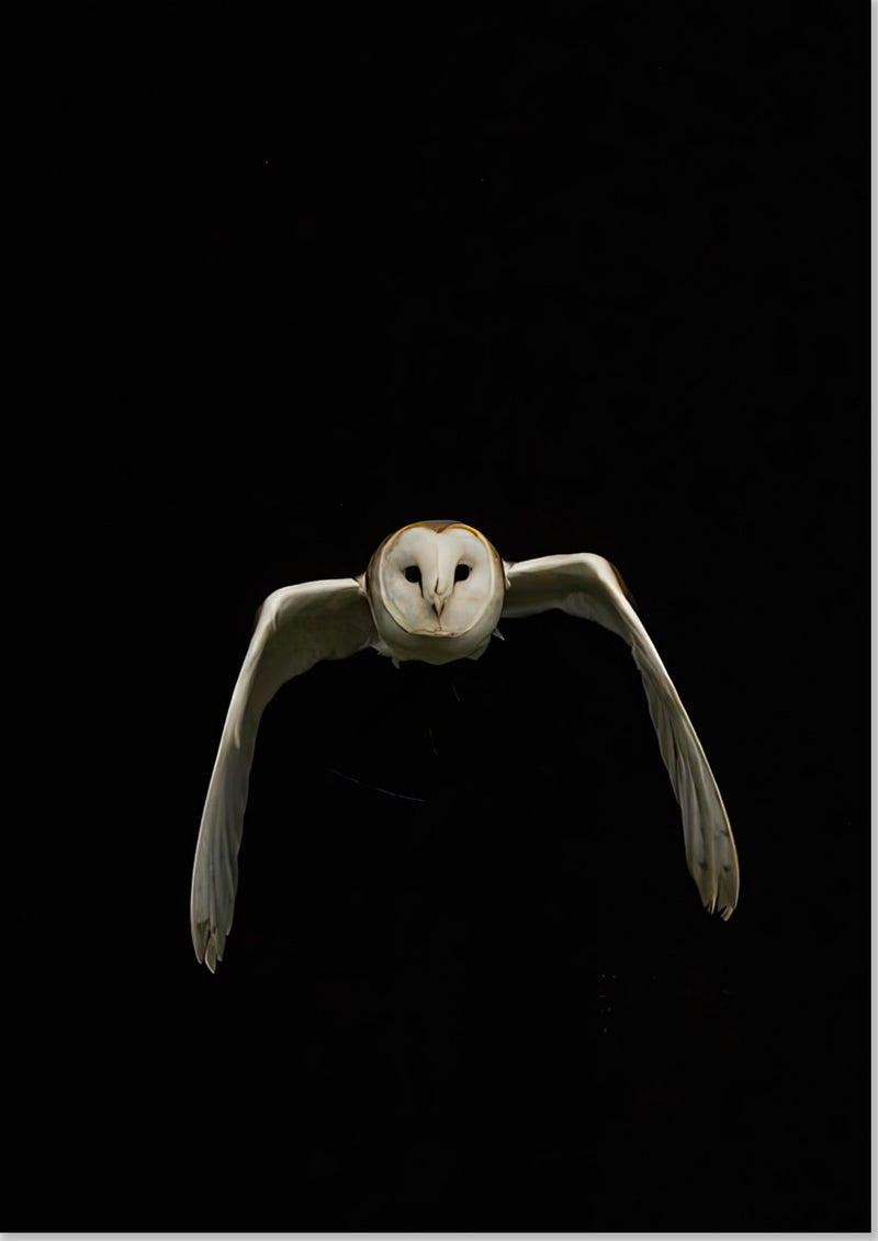 Hibou
