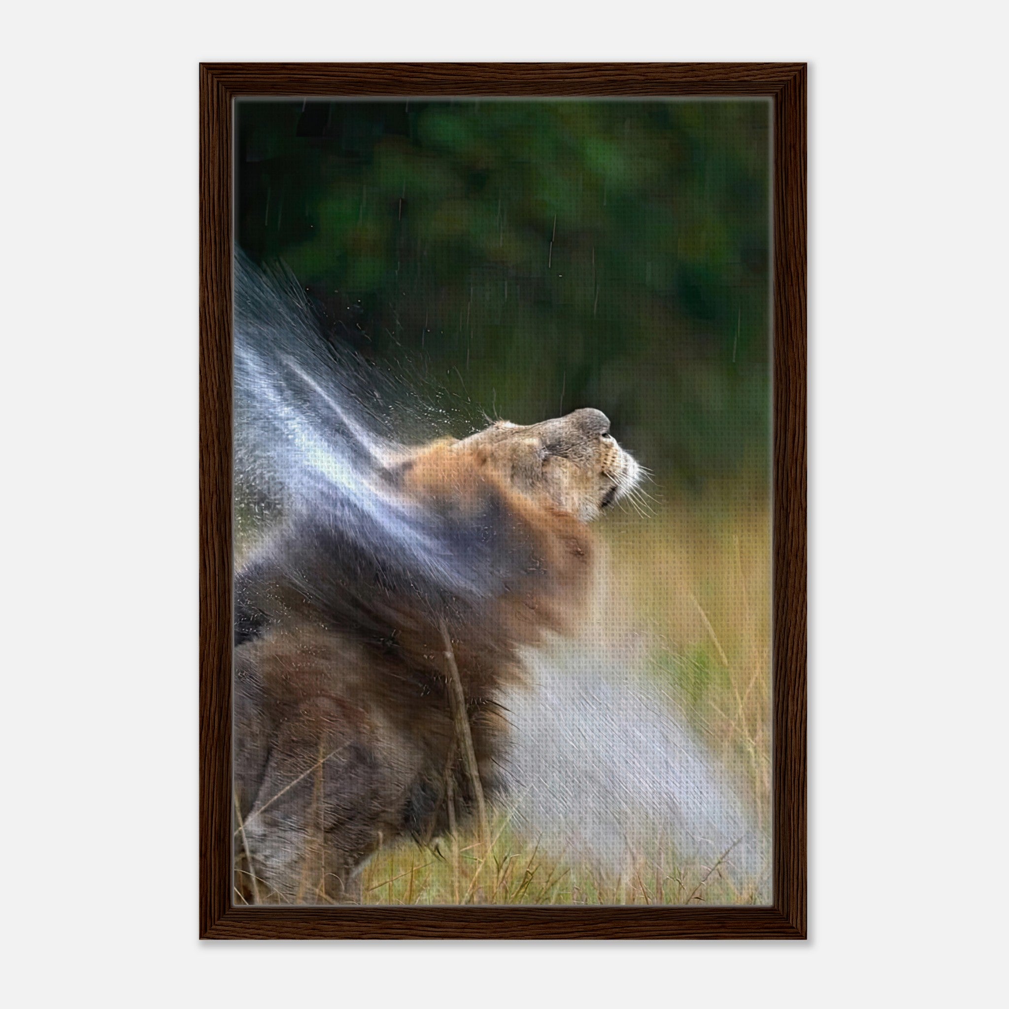Lion shaking off water in vibrant framed canvas print, showcasing nature's strength and beauty.