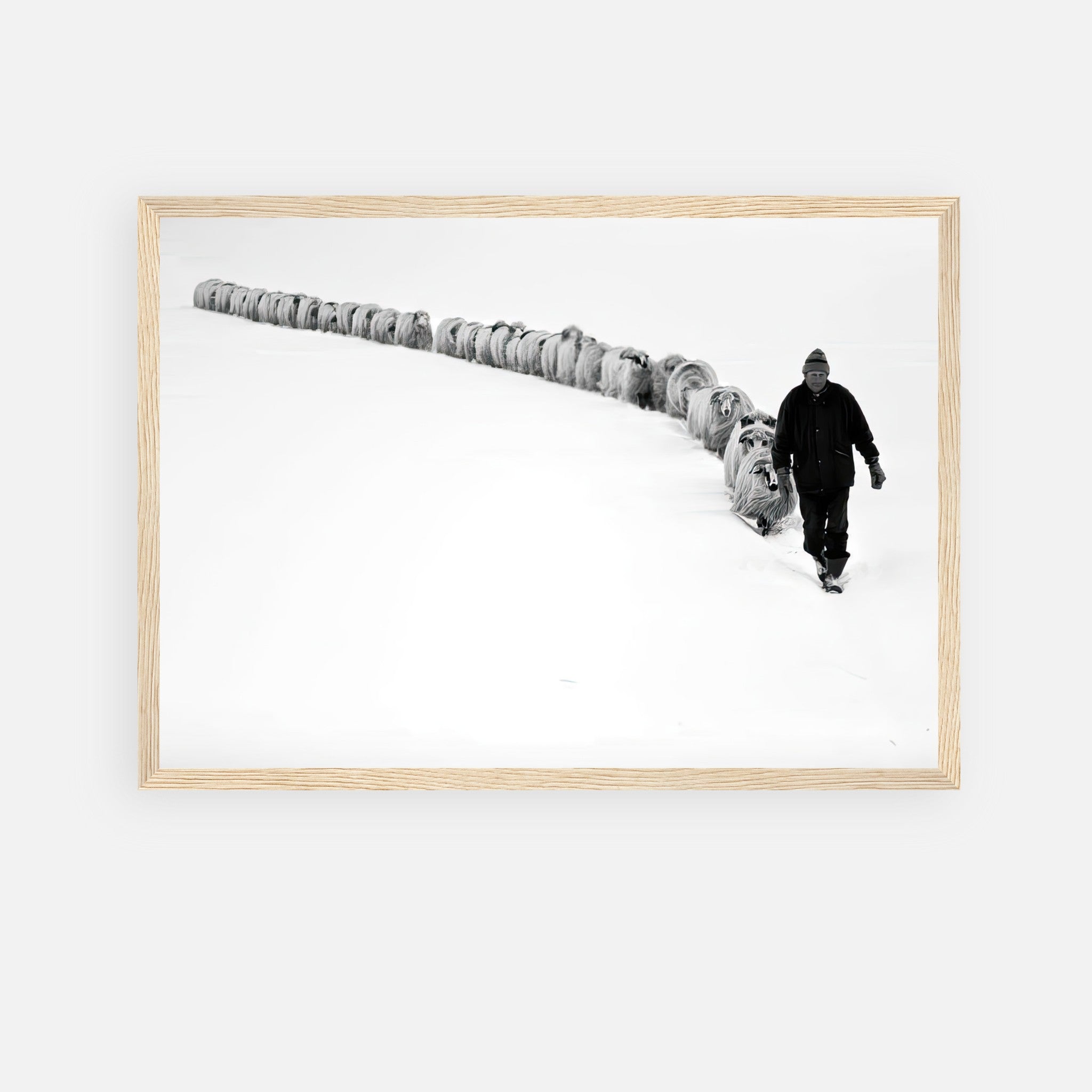 Framed print of a shepherd guiding sheep through a snowy landscape, symbolizing resilience and unity in black and white.