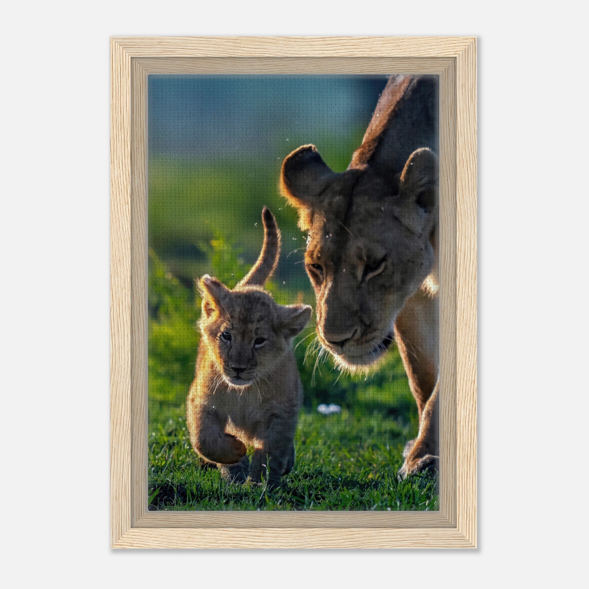 Framed canvas print of a protective lion mother and her playful cub in a sunlit savanna.