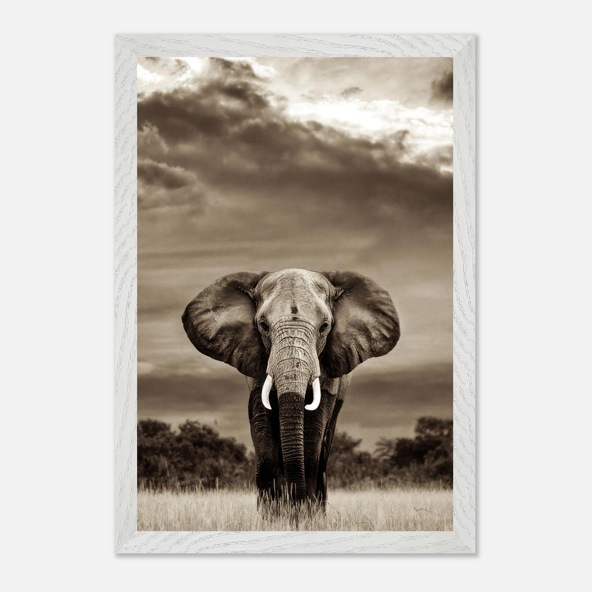 Majestic black-and-white elephant portrait photography print in natural habitat, showcasing strength and grace.