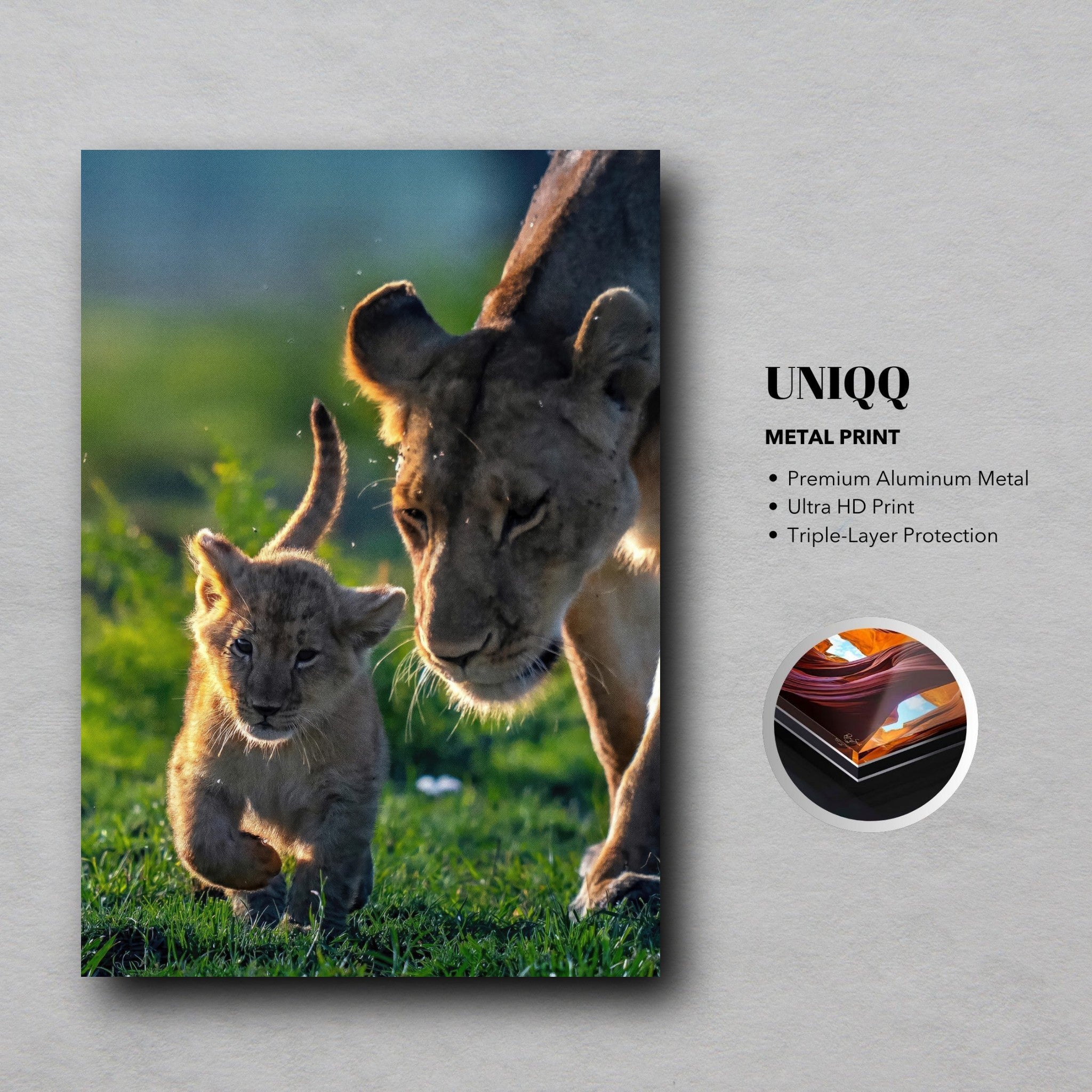 Protective lion mother metal print showcasing a lioness with her playful cub in vibrant colors.