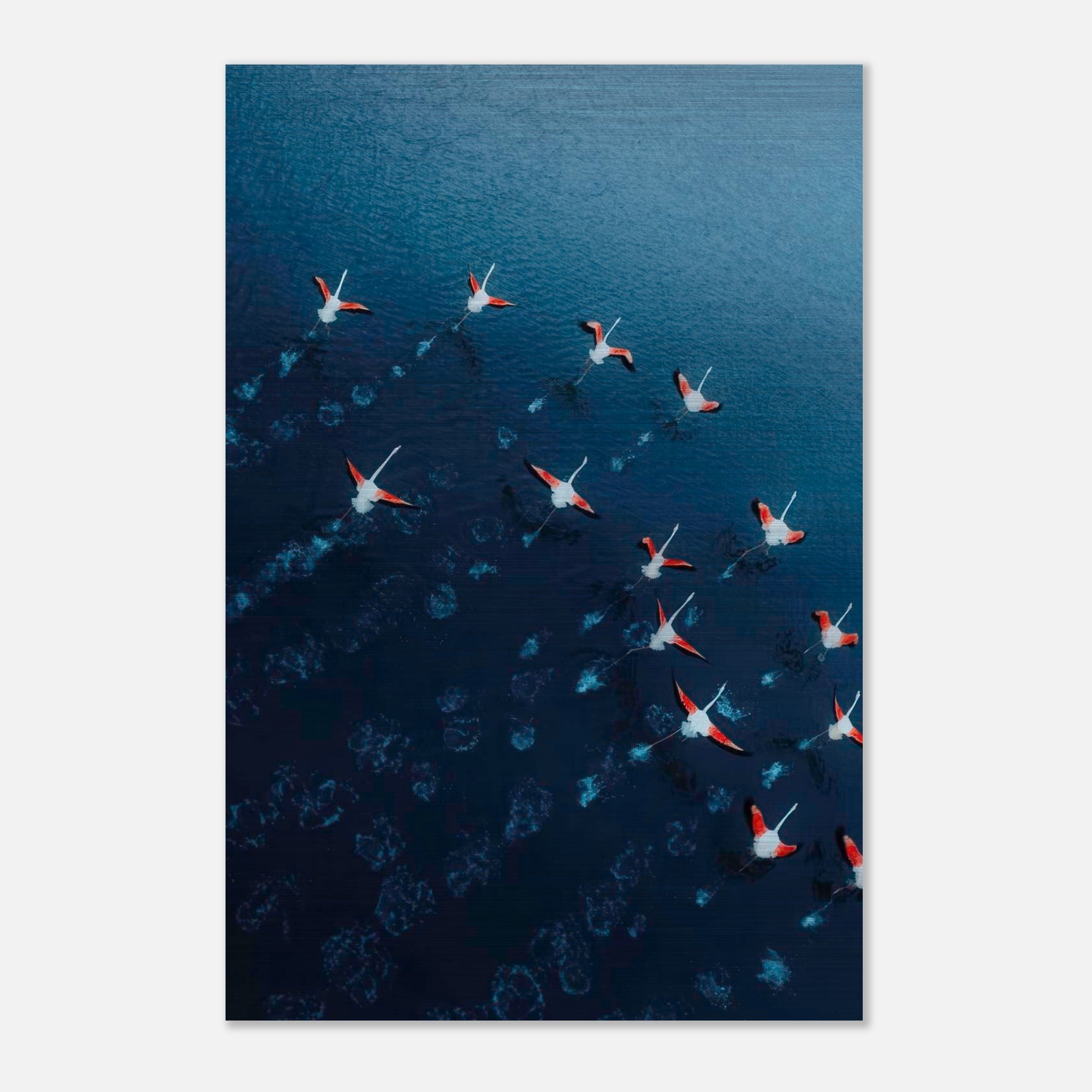 Aerial view of flamingos gliding over deep blue waters, showcasing vibrant pink and red hues in a stunning metal print.