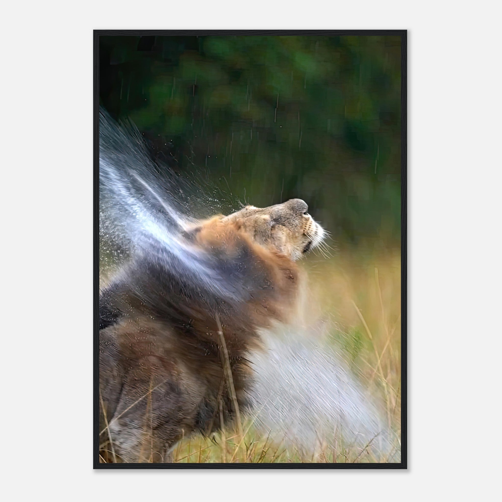 Lion shaking off water in a vibrant nature setting, captured in a stunning framed print.