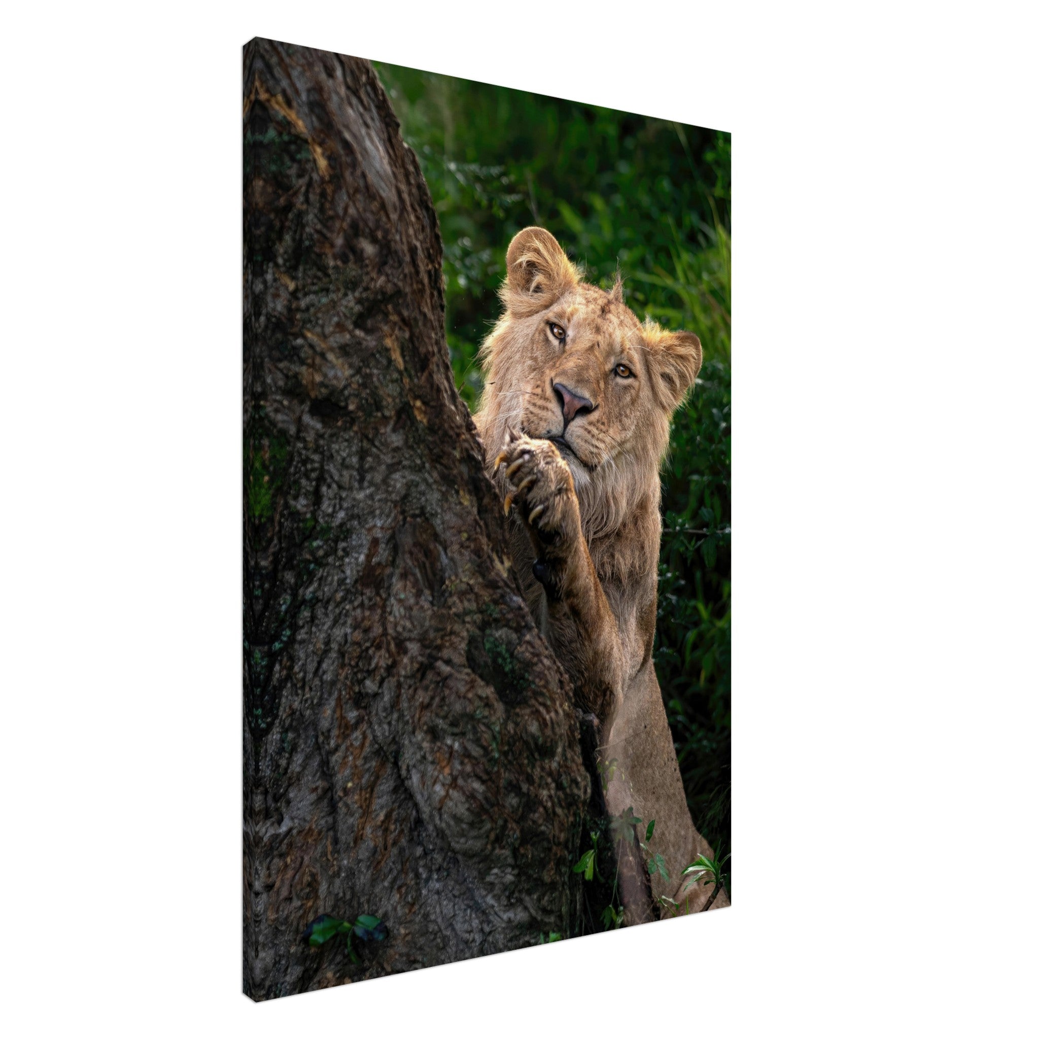 Playful lion canvas art showcasing a young lion curiously peeking from behind a tree, perfect for wildlife decor.