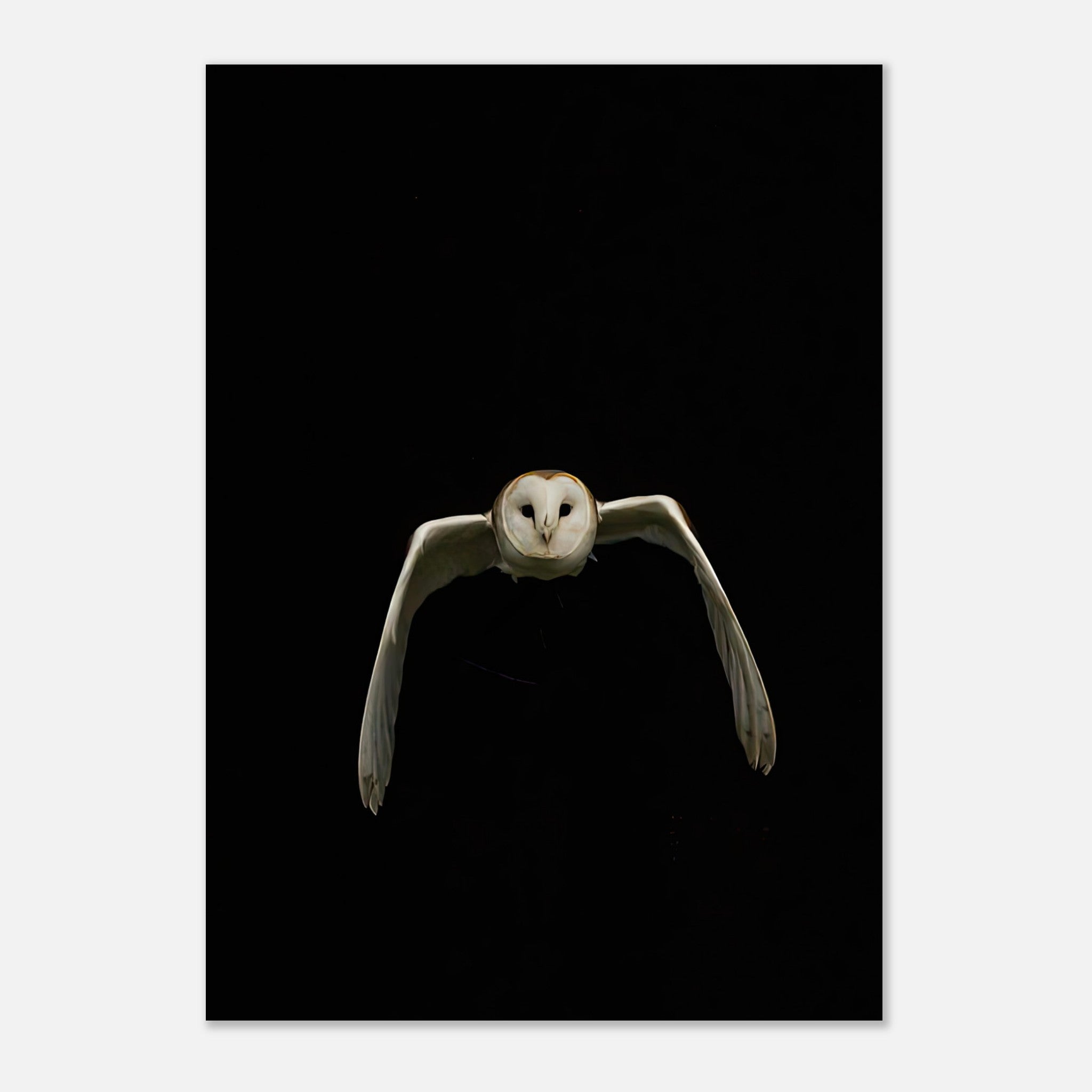 Minimalist owl poster featuring a barn owl gliding gracefully against a black background.