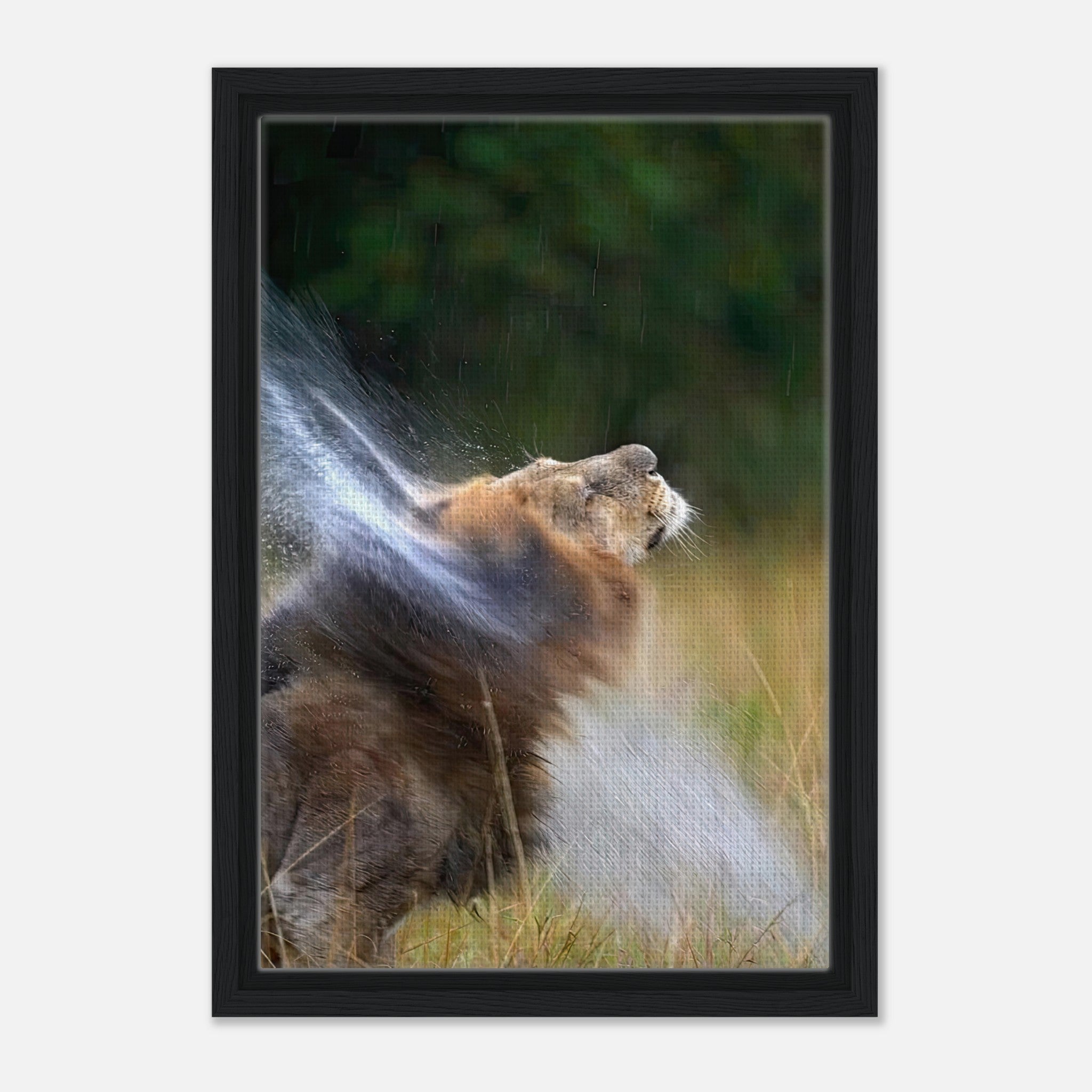 Lion shaking off water in a framed canvas print, showcasing nature's power and beauty in vibrant detail.
