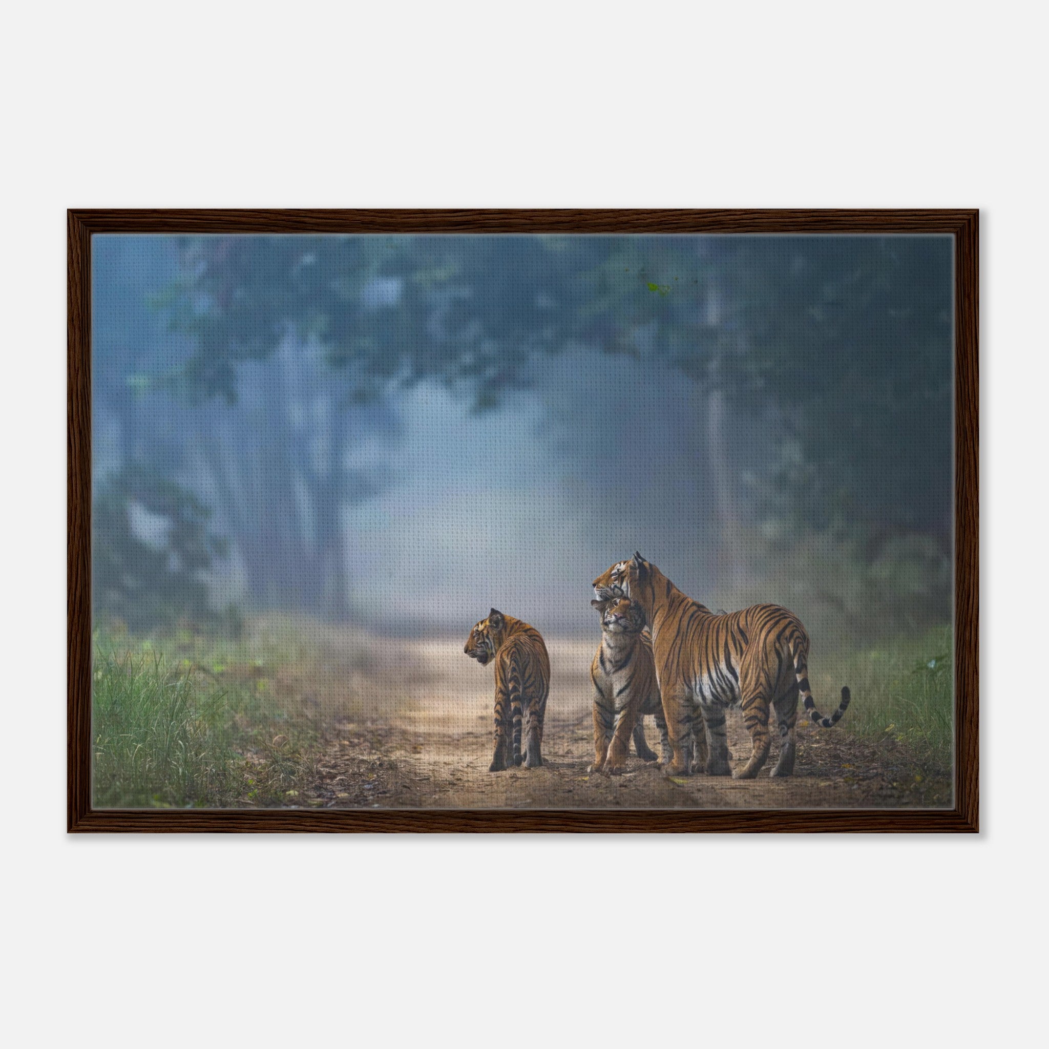 Framed canvas print of a tiger family on a forest path, showcasing the bond of tigers in a serene nature setting.