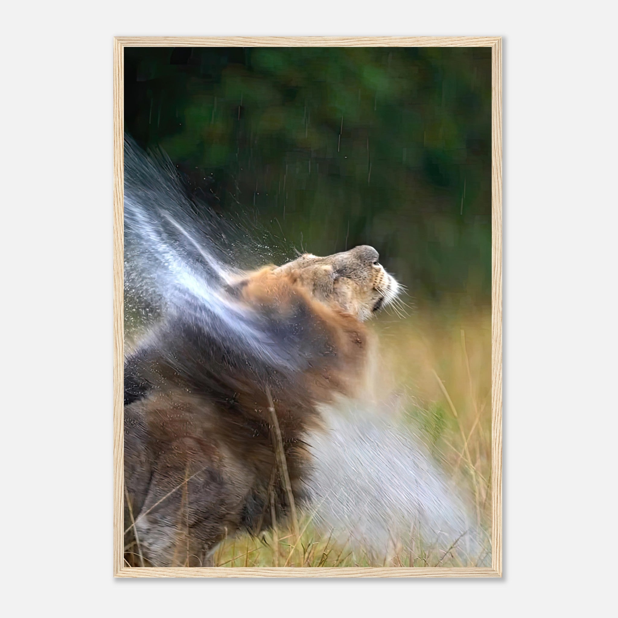 Lion shaking off water in a vibrant framed print, showcasing its majestic mane and dynamic motion.