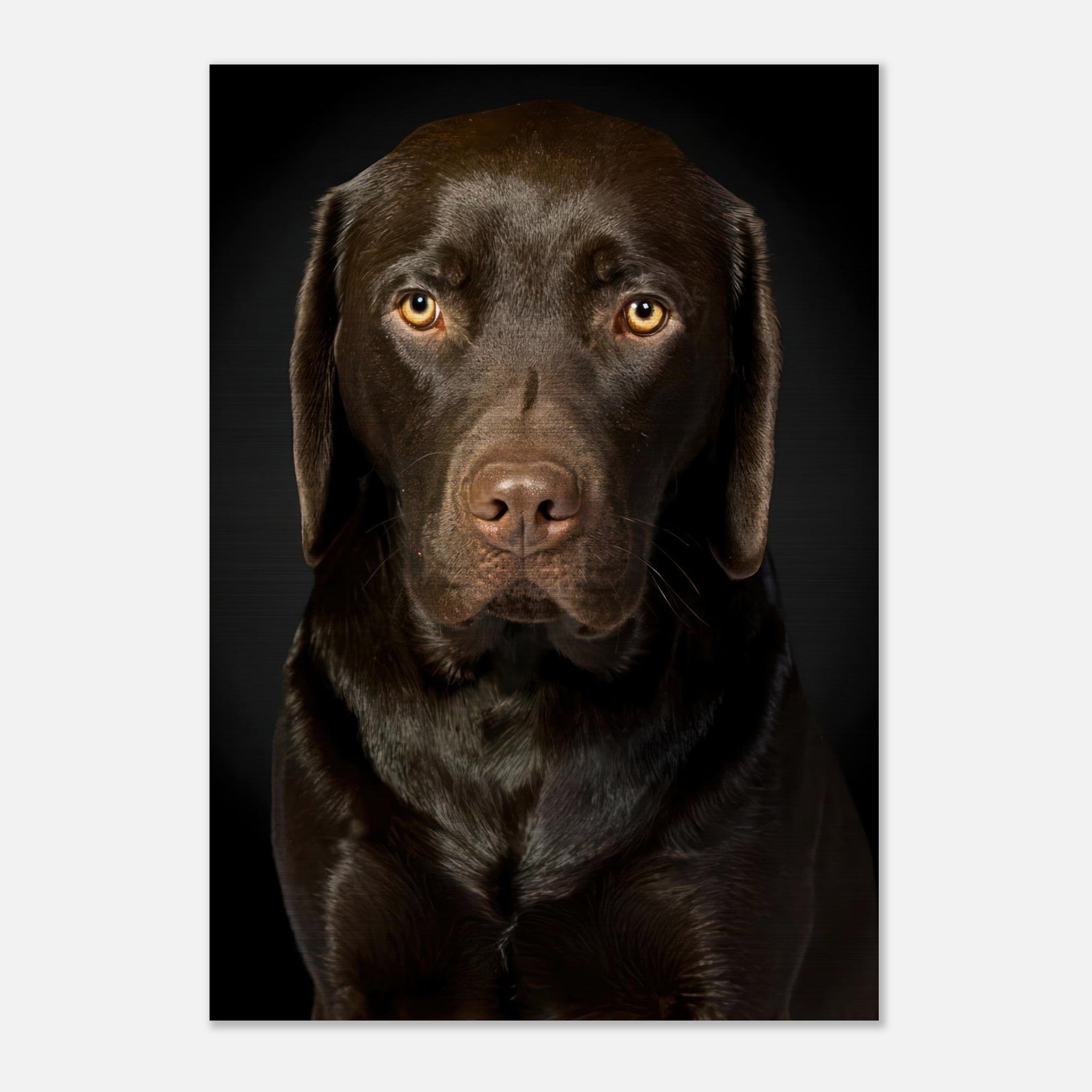 Portrait of a Chocolate Labrador with soulful gaze on a sleek brushed metal background.