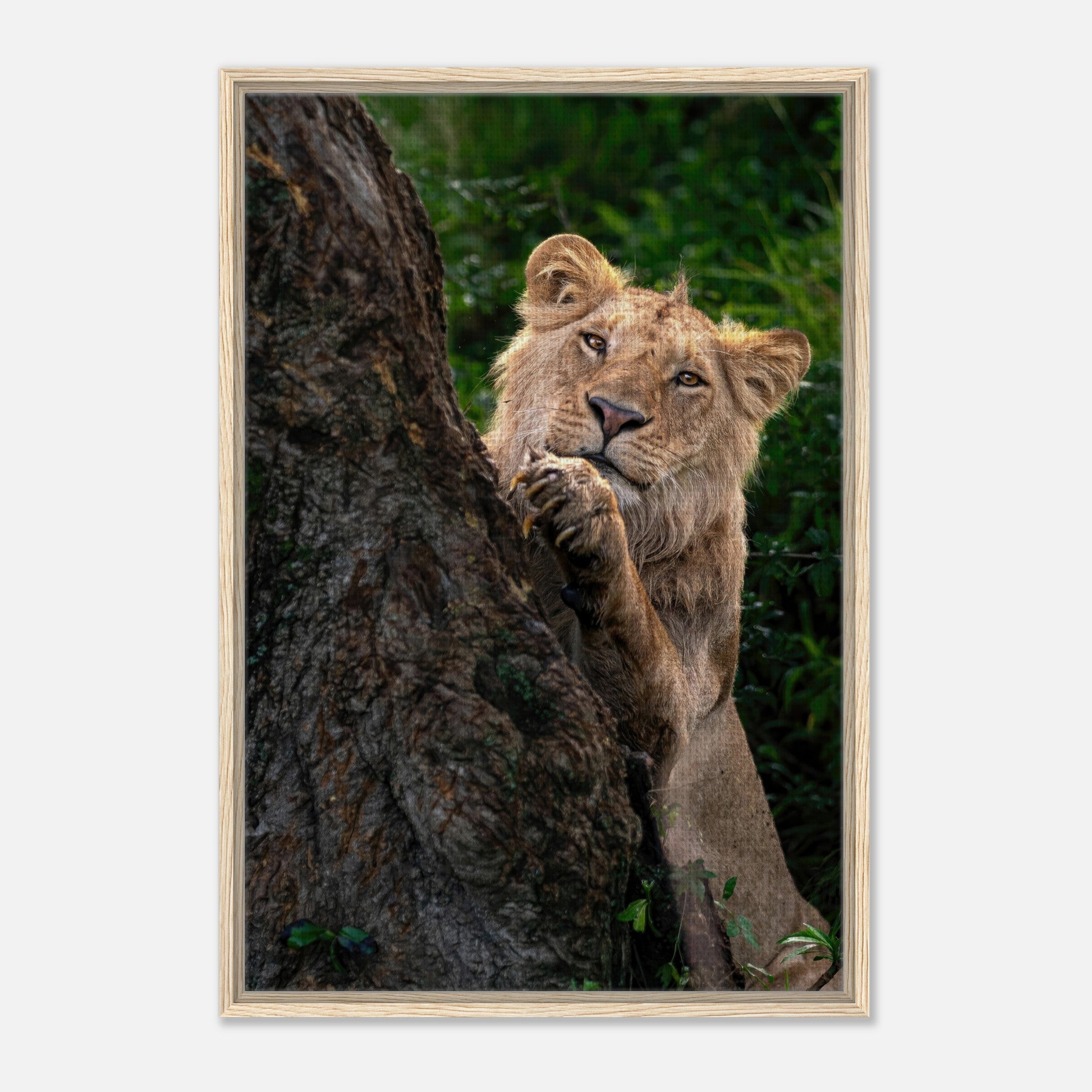 Playful lion cub framed canvas print peeking from behind a tree, showcasing vibrant colors and wildlife charm.