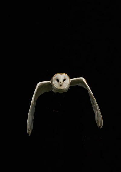 Hibou