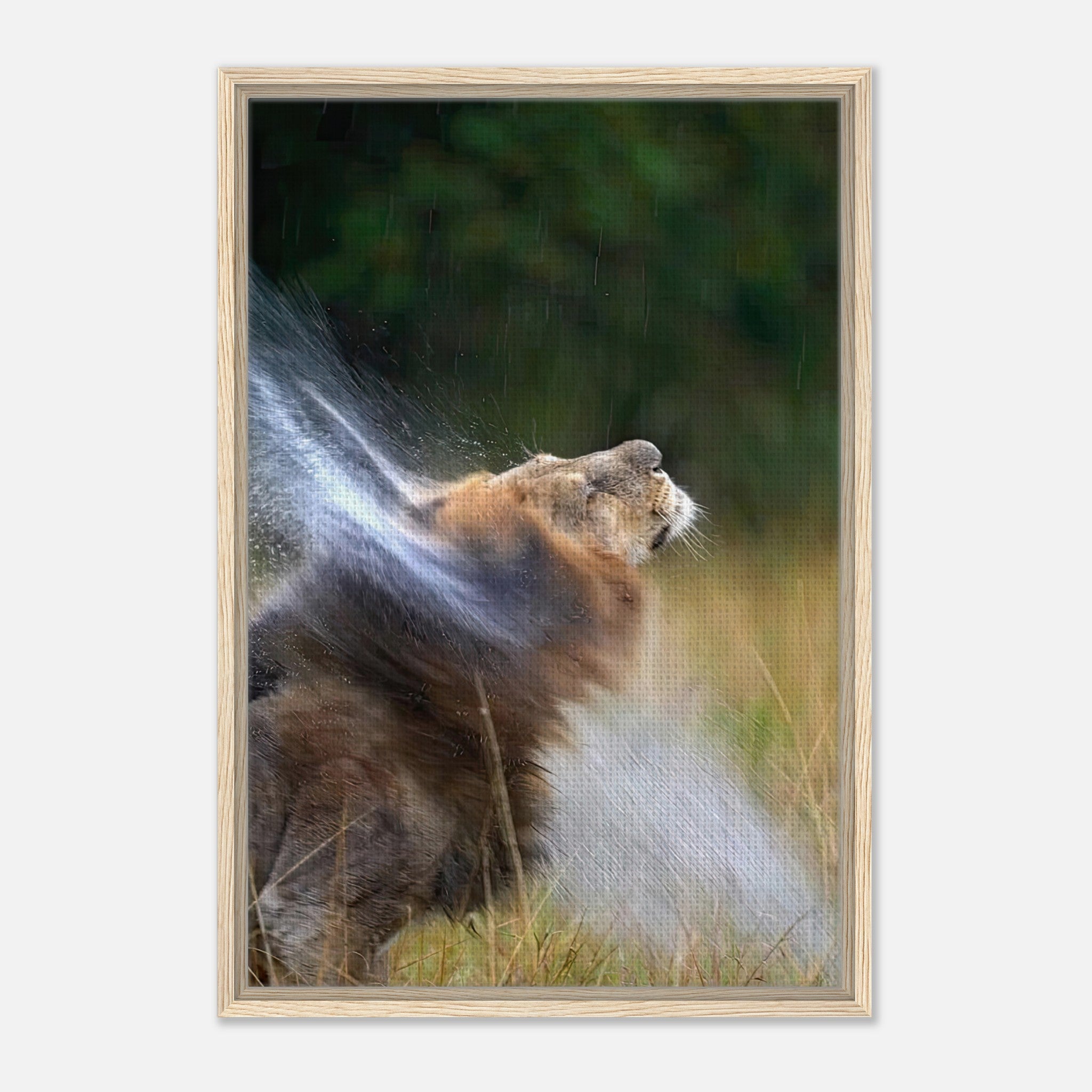 Lion shaking off water in dynamic motion on a framed canvas, showcasing wild beauty and strength.
