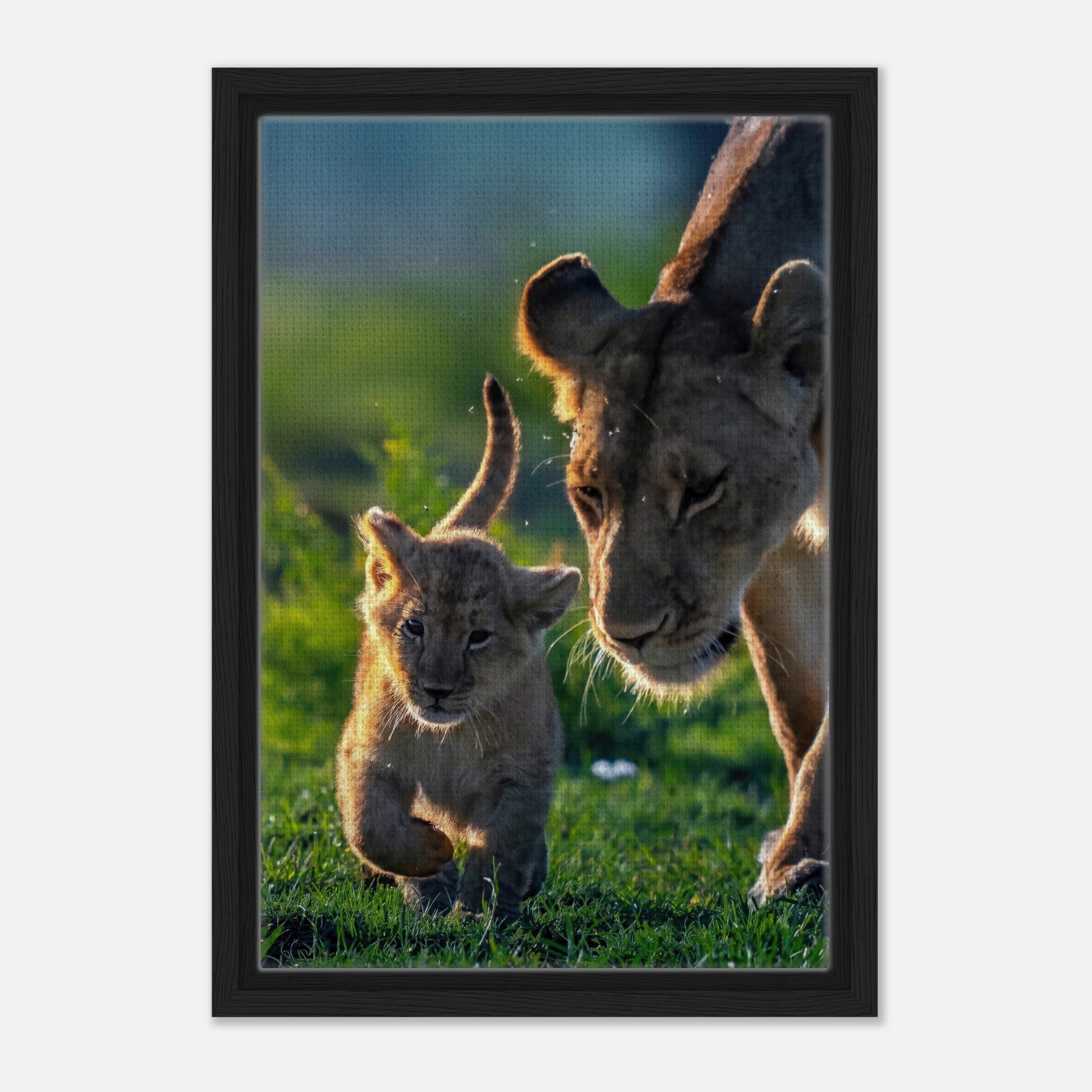 Protective Lion Mother Framed Canvas Print showcasing a lioness and her playful cub in a sunlit savanna.