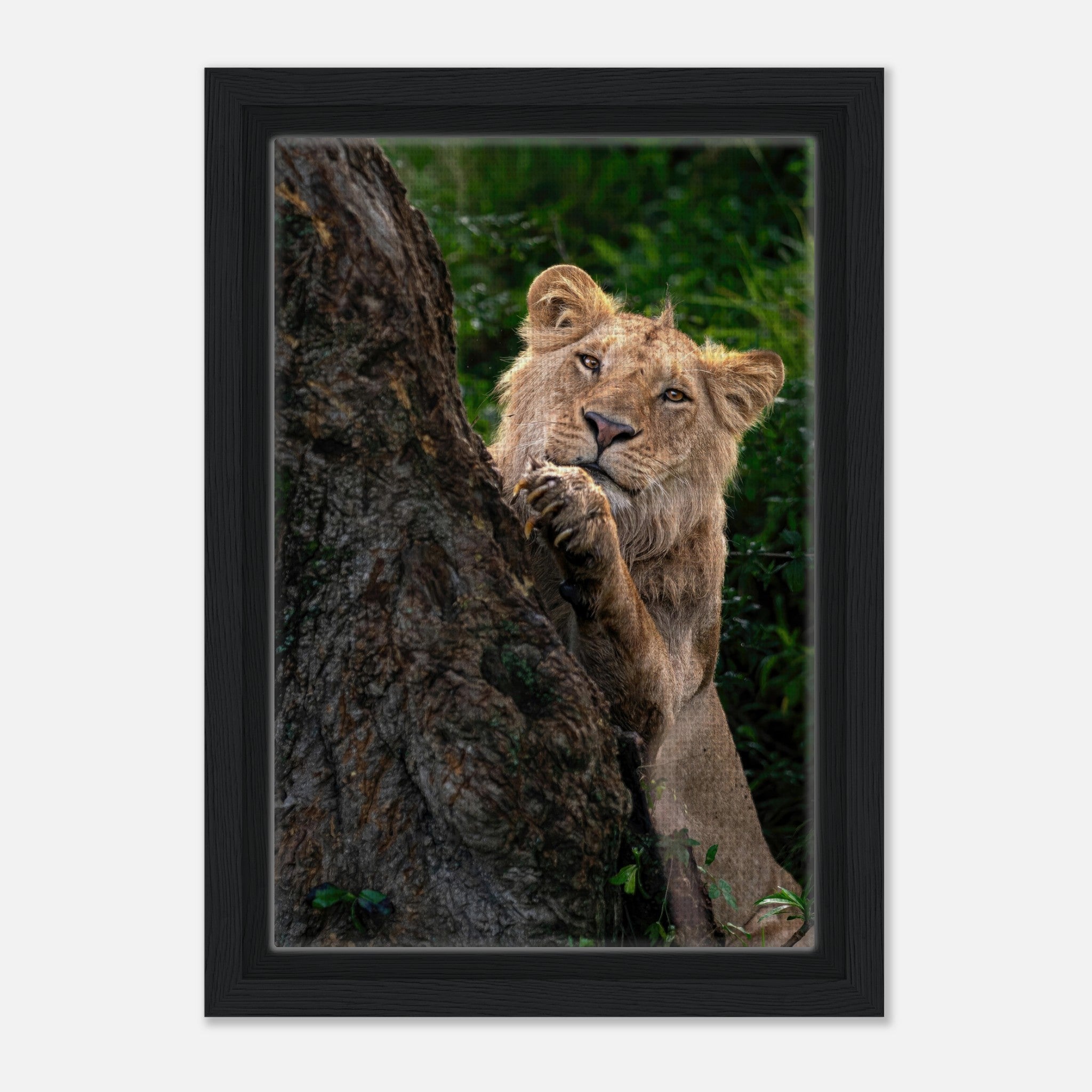 Playful lion framed canvas print featuring a lion cub peeking around a tree, showcasing vibrant colors and rich detail.