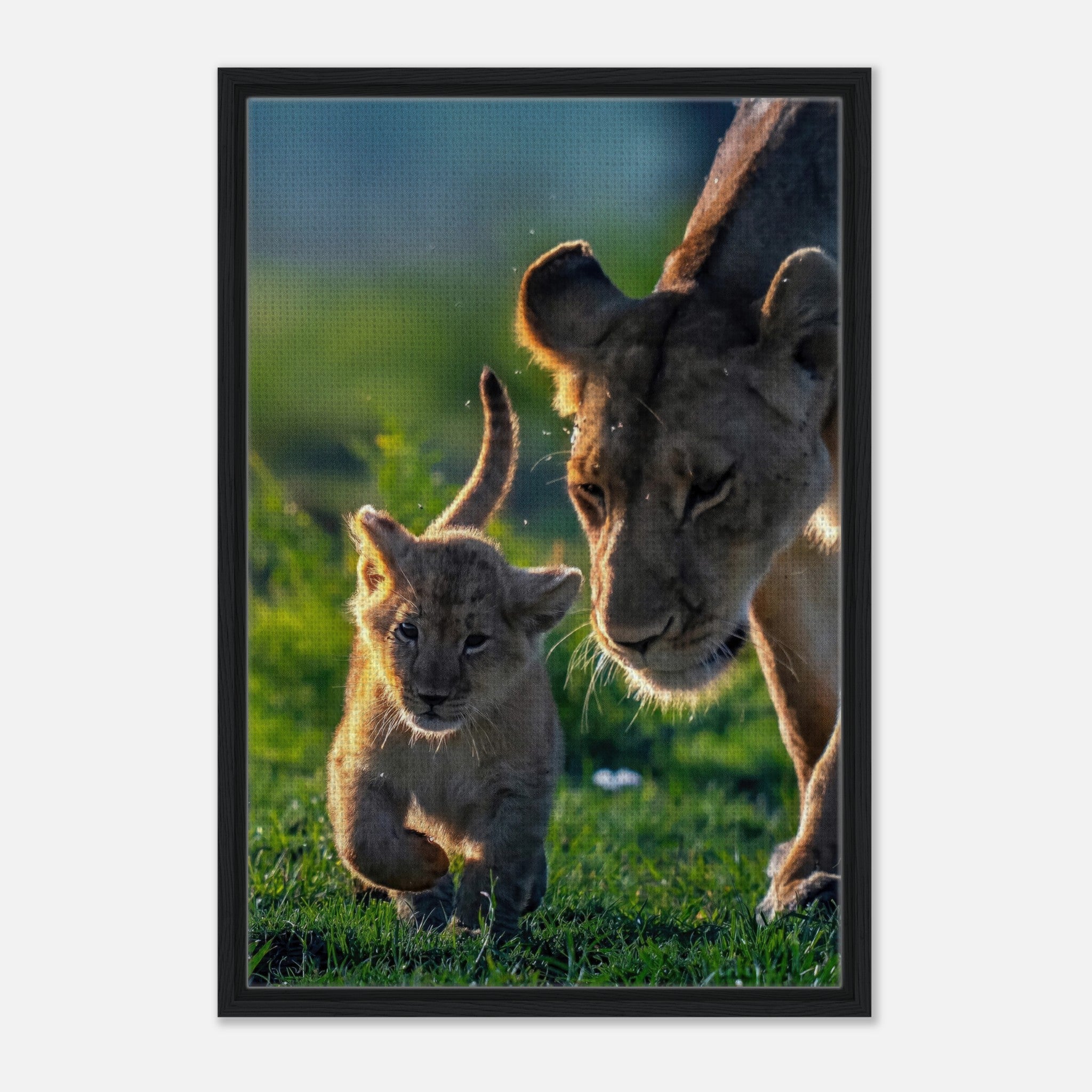 Protective Lion Mother Framed Canvas Print featuring a lioness and her playful cub in a sunlit savanna.