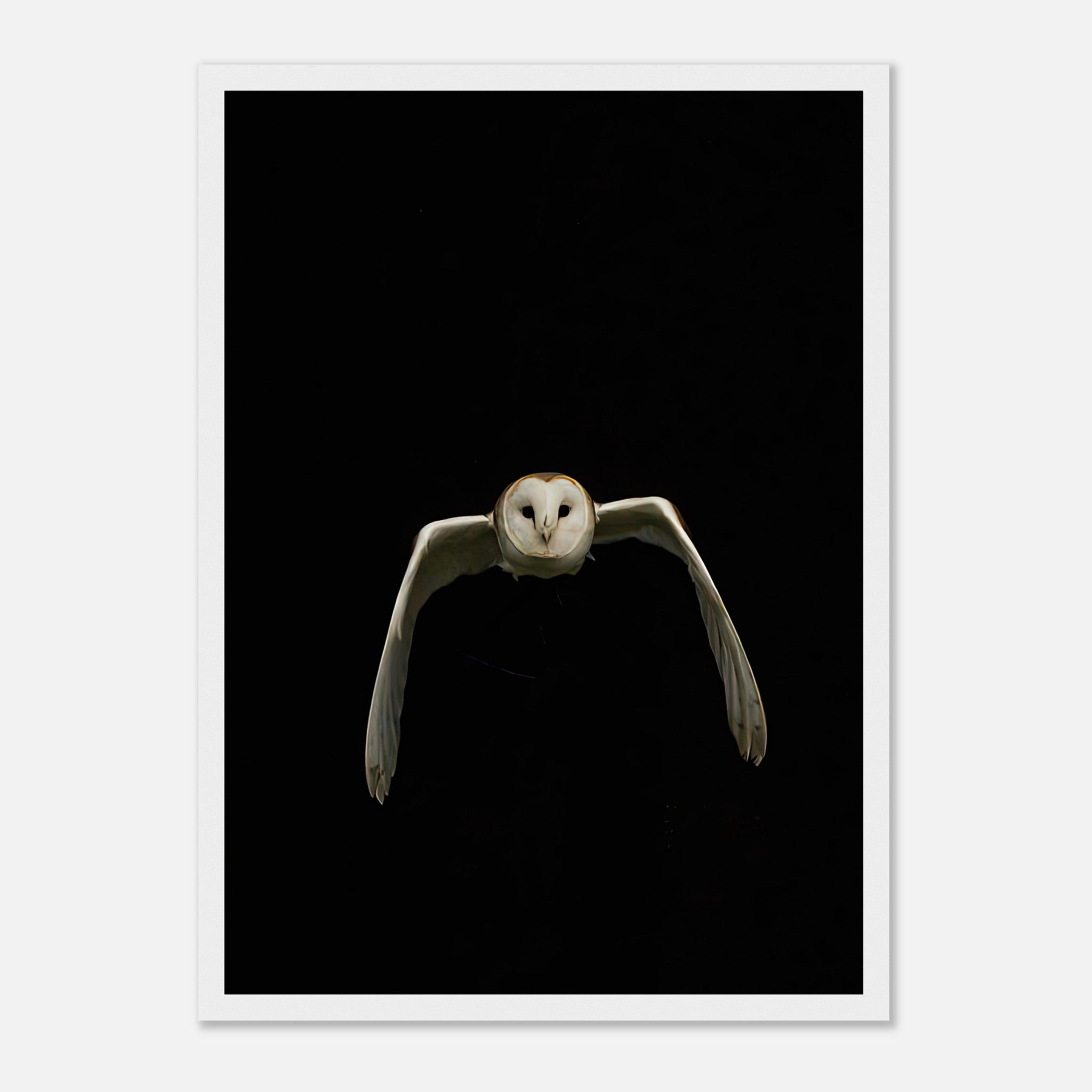 Owl framed print featuring a barn owl in mid-flight against a black background, perfect for modern decor.