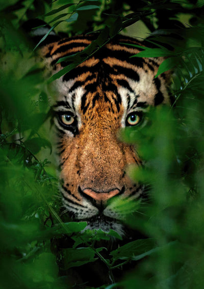 Tigre attraverso la giungla