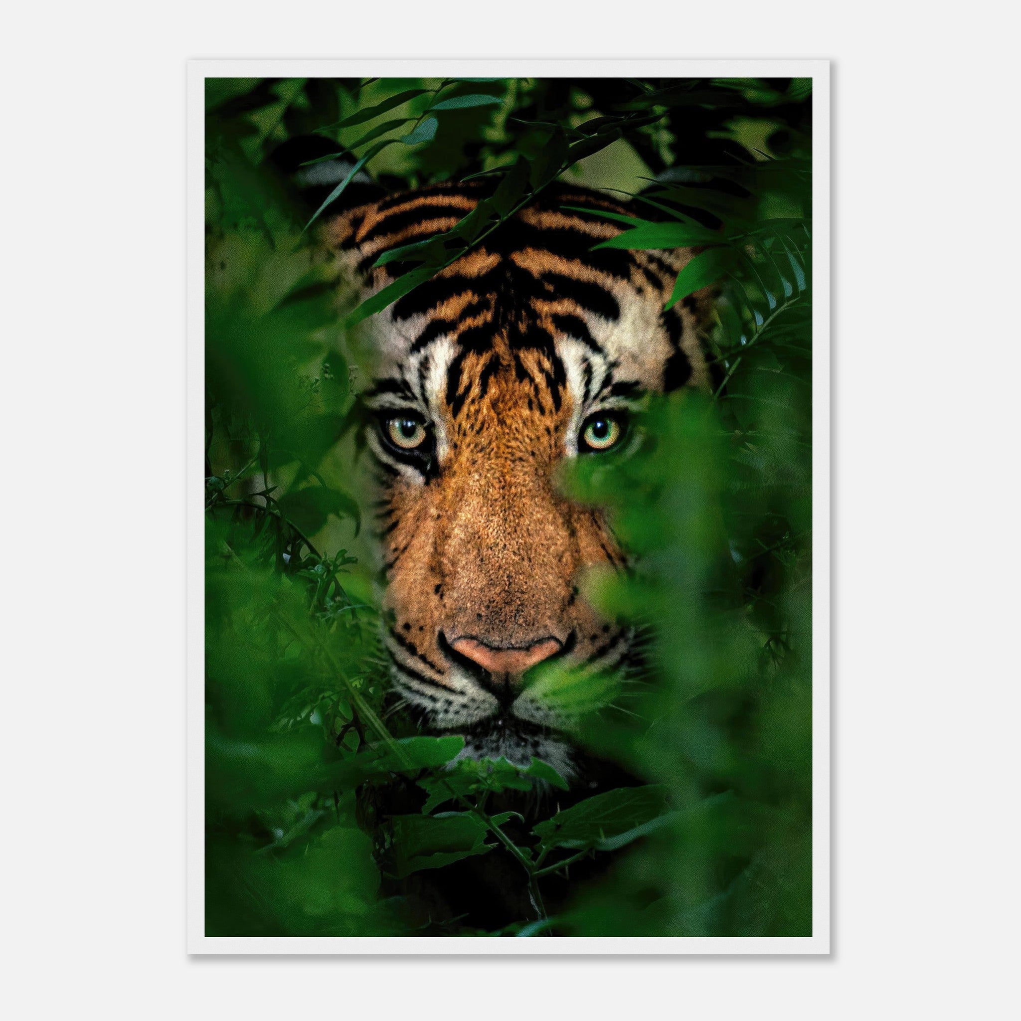 Close-up of a majestic tiger hidden in lush green jungle foliage, vibrant framed print for wildlife lovers.