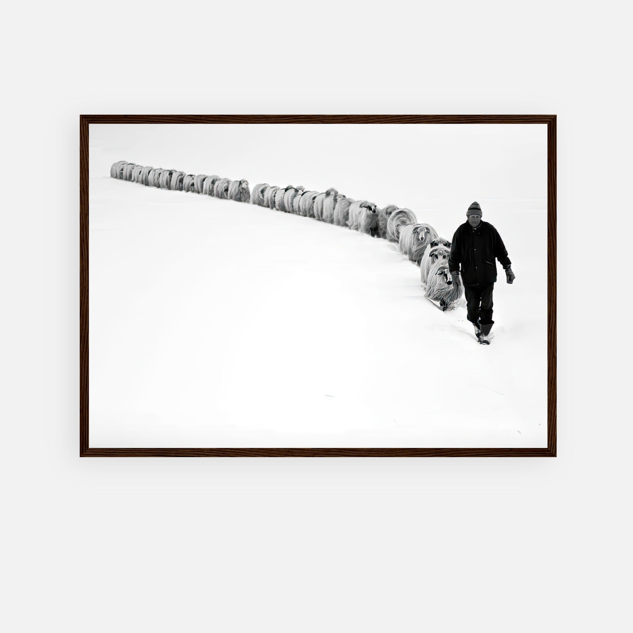 Black-and-white photograph of a shepherd leading sheep through snow, framed print titled The Shepherd’s Trail.