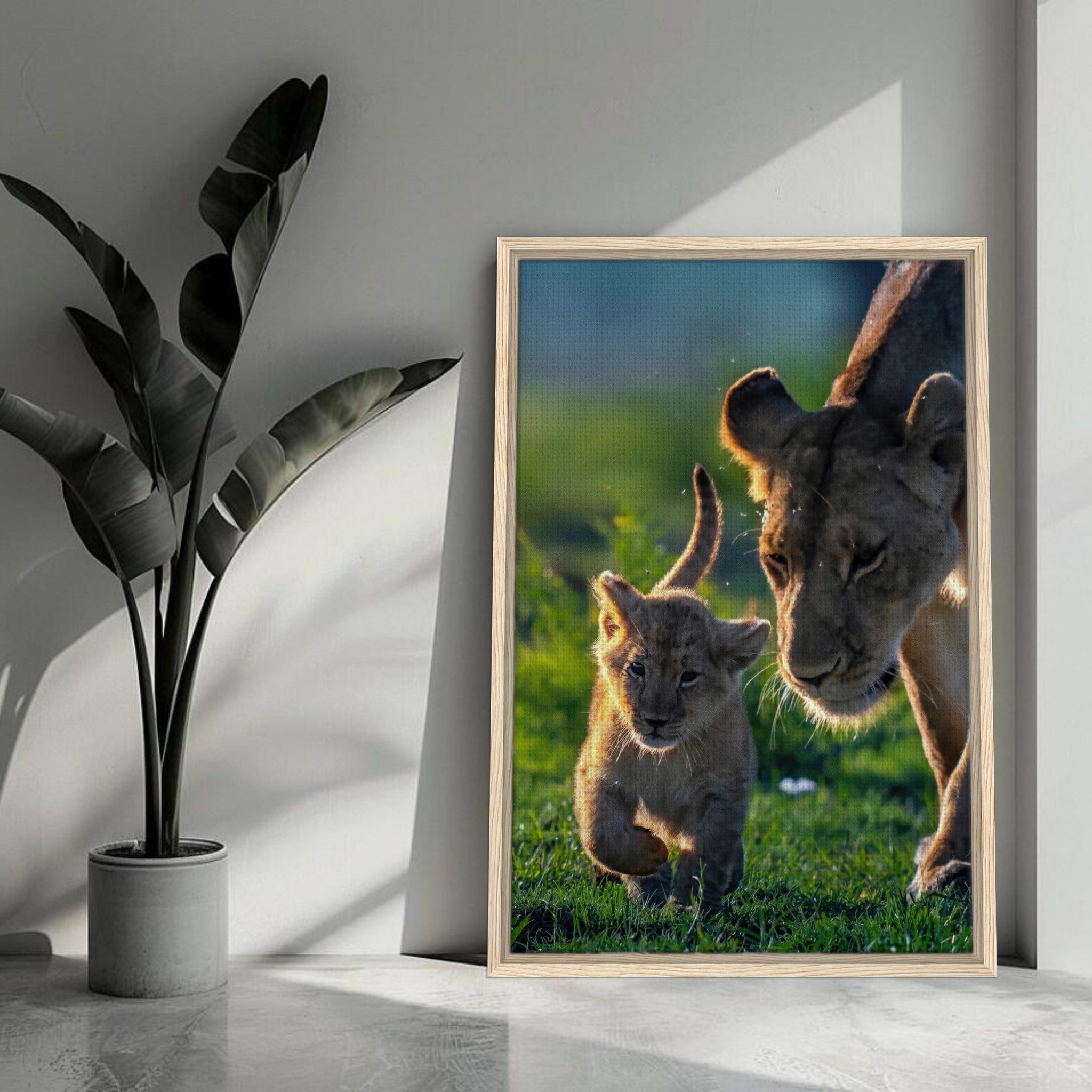 Framed canvas print of a lioness and her cub in a sunlit savanna, showcasing their bond and playful interaction.