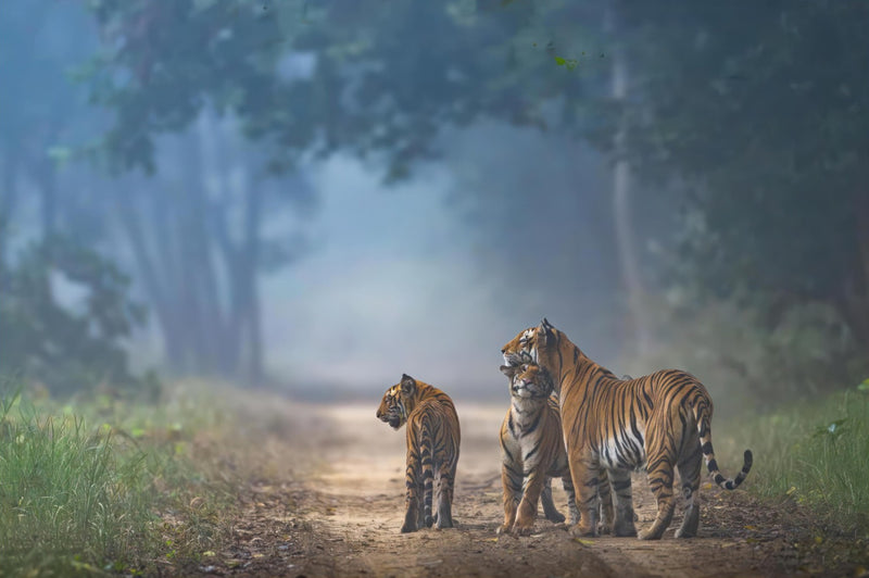 The Bond of Tigers