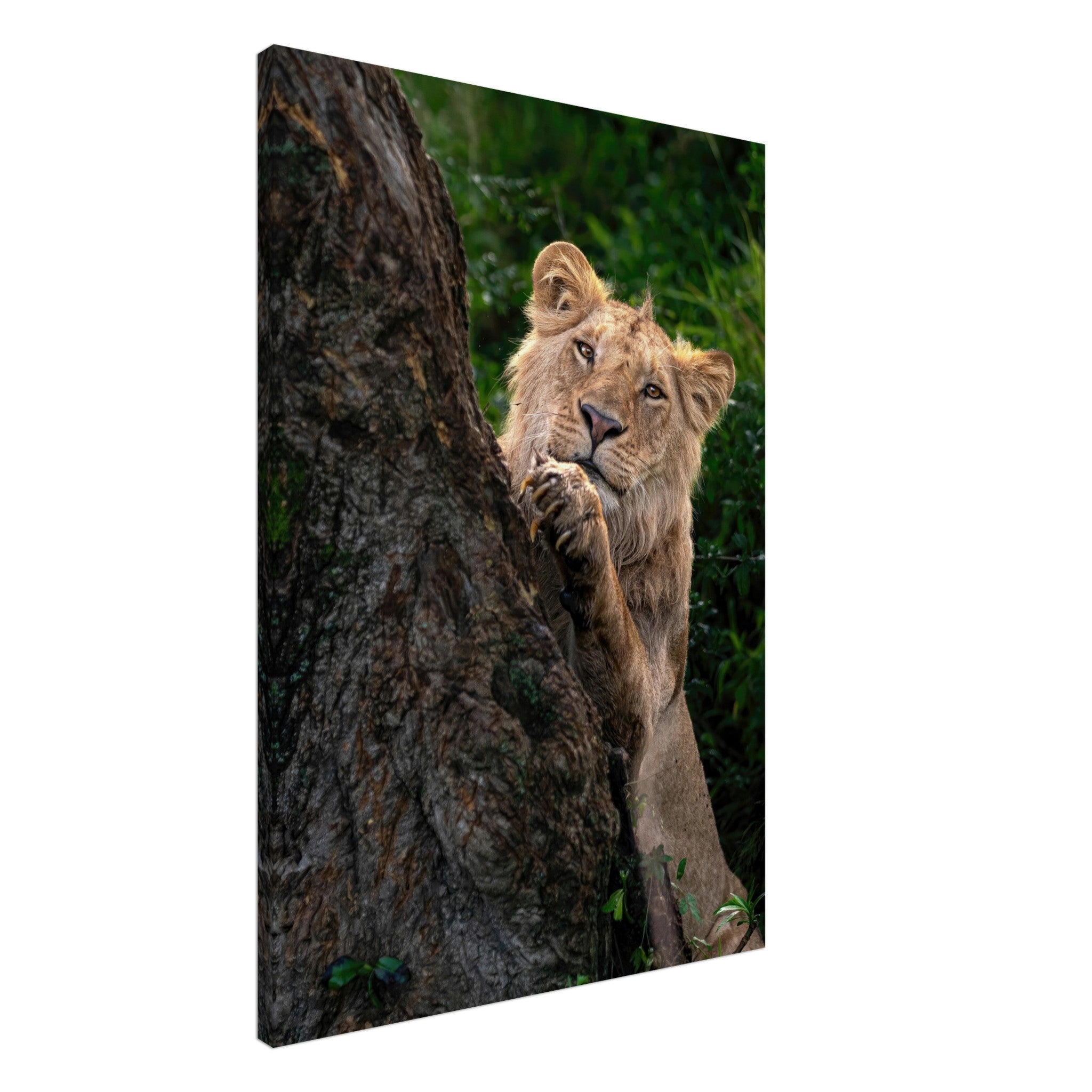 Playful lion canvas artwork depicting a young lion peeking from behind a tree with vibrant green background.