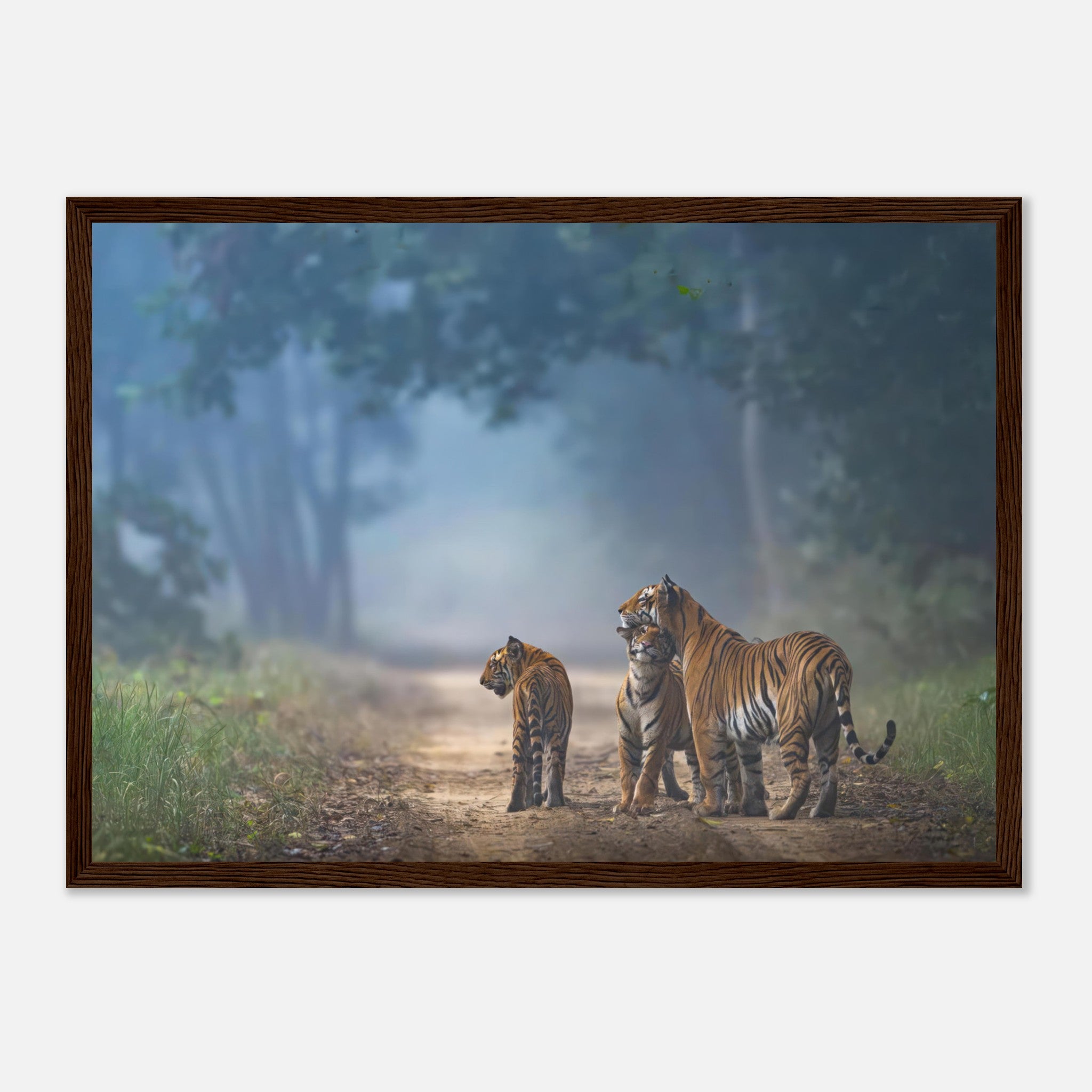 Framed print of a tiger family on a misty forest pathway, showcasing the bond of tigers in vibrant orange hues.