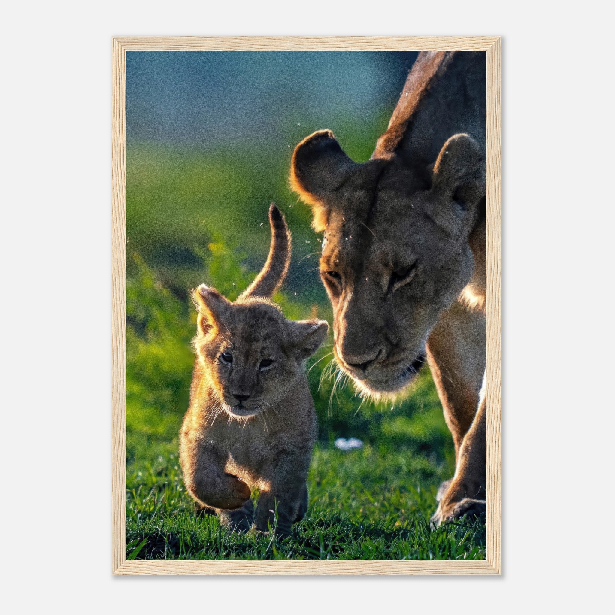 Protective lion mother with cub in a lush green setting, captured in a stunning framed print.