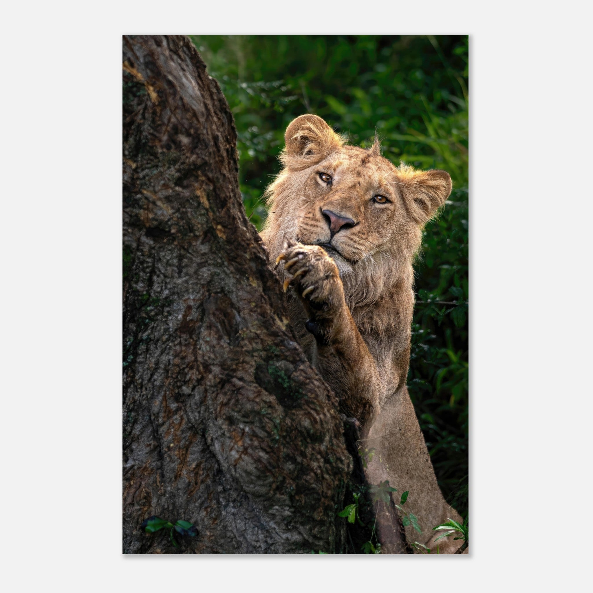Playful Lion Metal Print featuring a young lion peeking from behind a tree, showcasing vibrant colors and details.