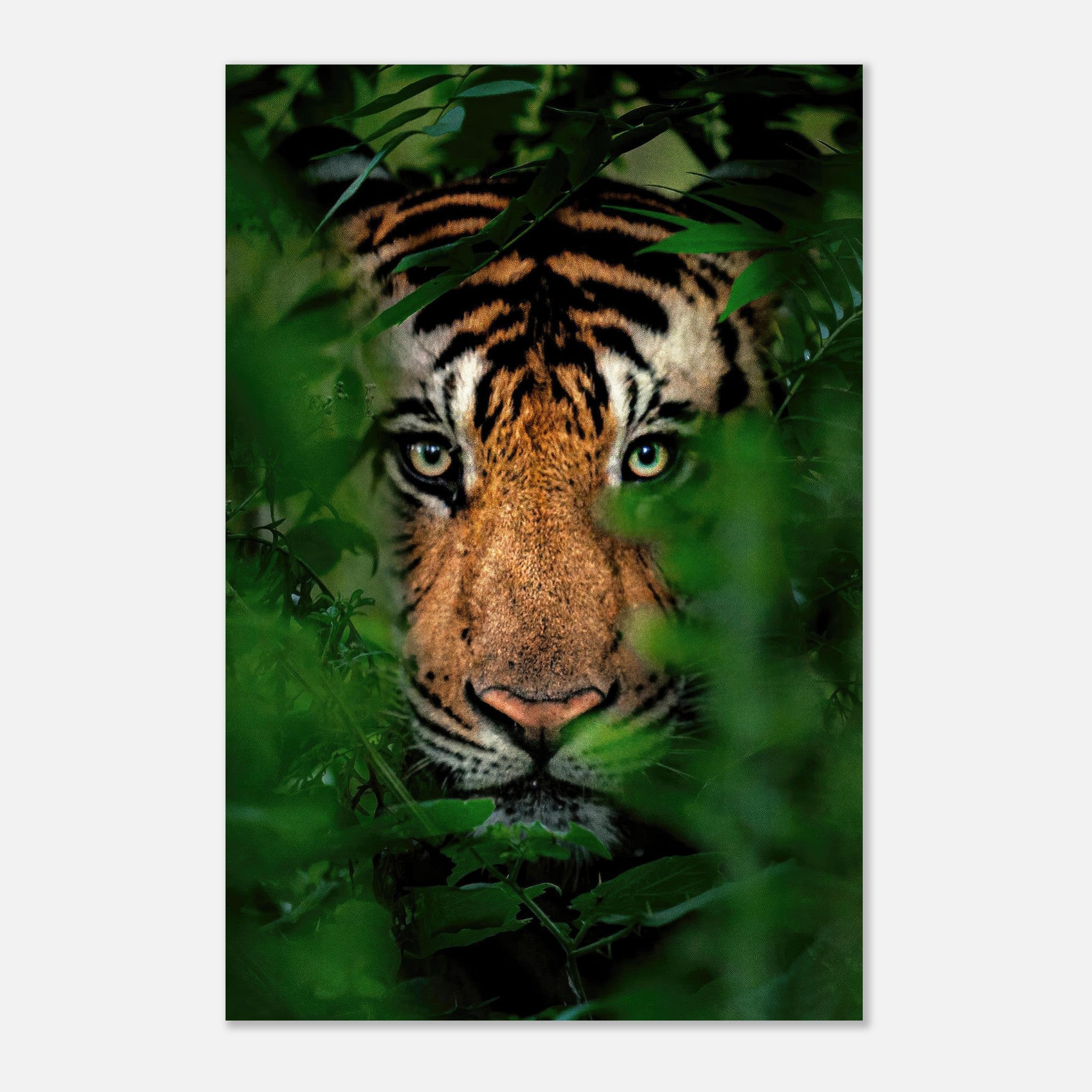 Majestic tiger emerging from lush green foliage in a striking metal print.