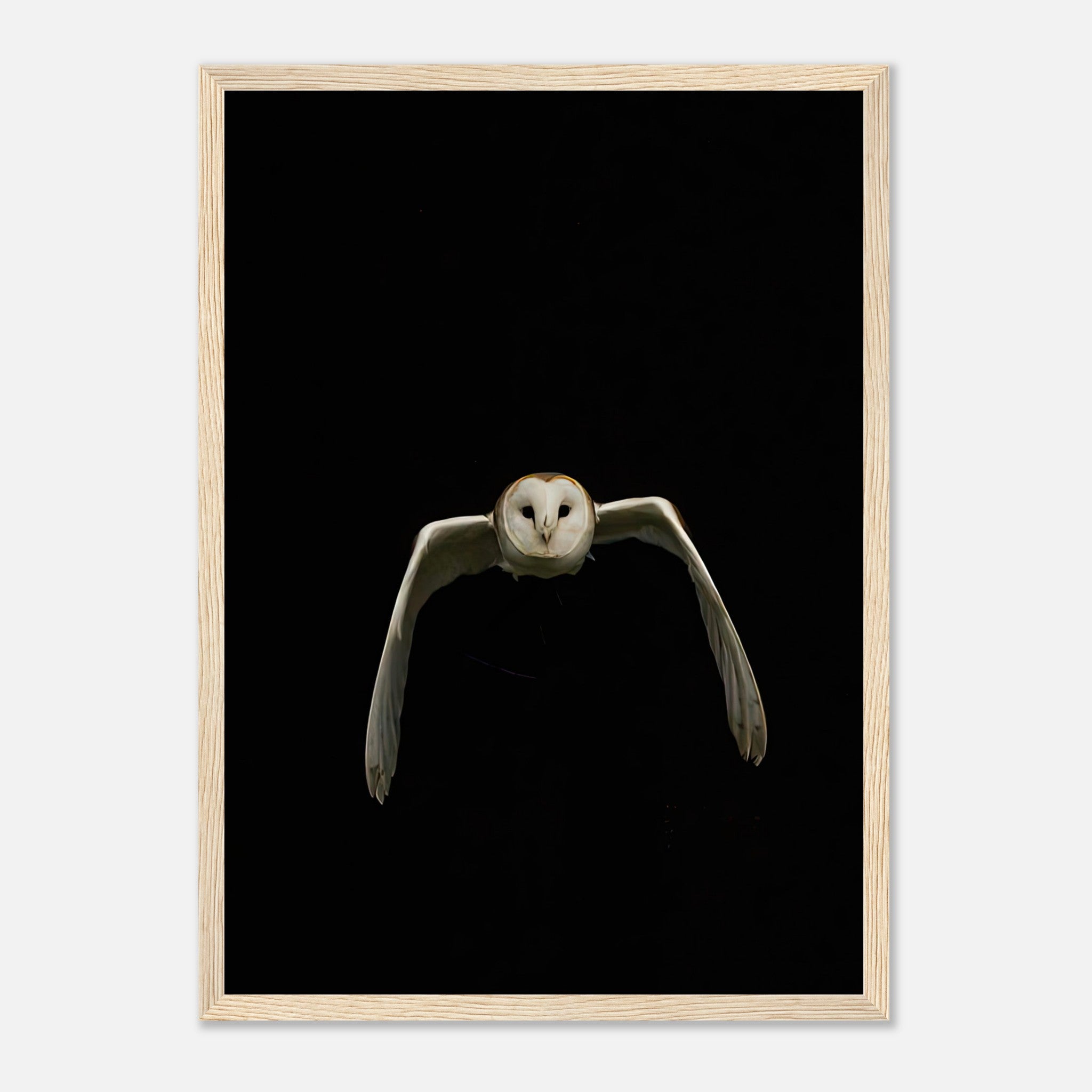 Owl framed print featuring a barn owl in mid-flight against a dramatic black background.