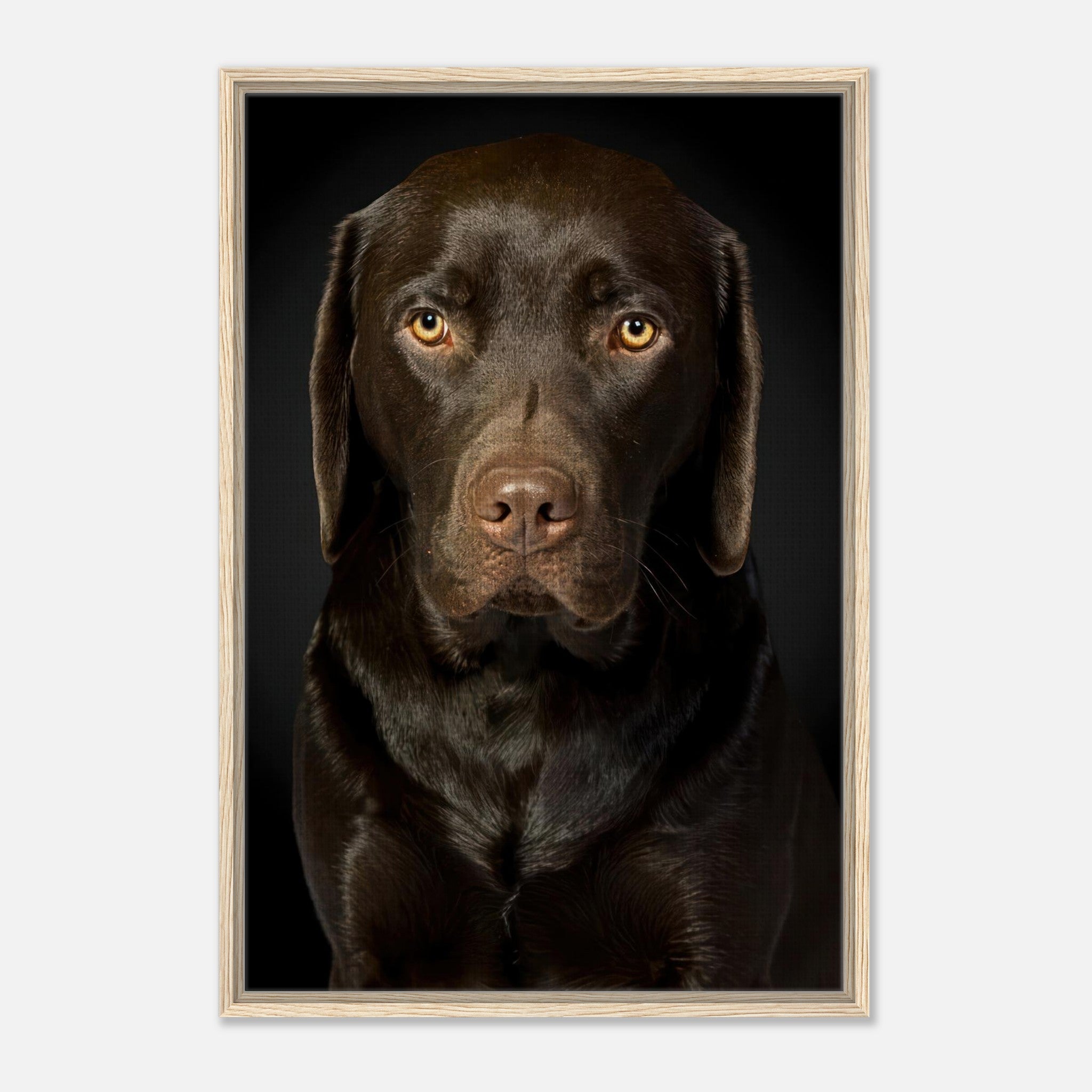 Chocolate Labrador framed canvas print showcasing soulful gaze and rich brown coat.