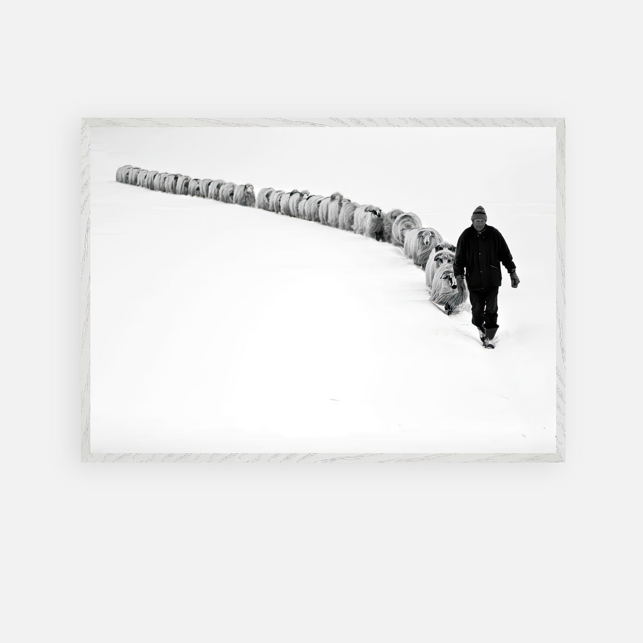 Shepherd guiding sheep through a snow-covered landscape in vintage black-and-white photograph.