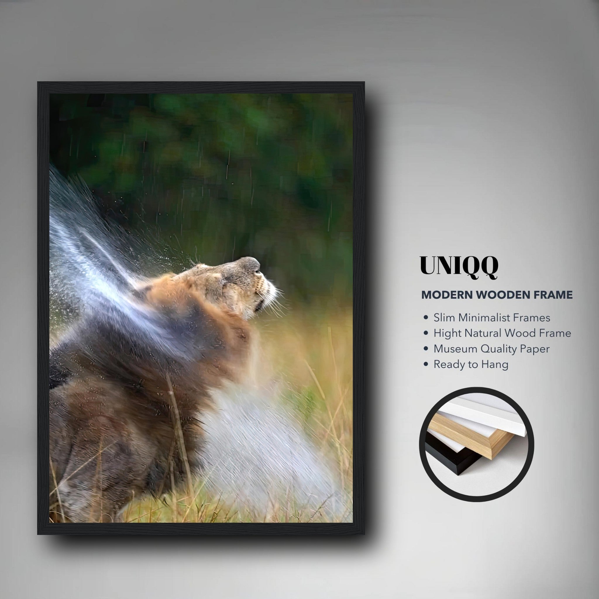 Lion shaking off water in a framed print, showcasing a dynamic moment in nature.