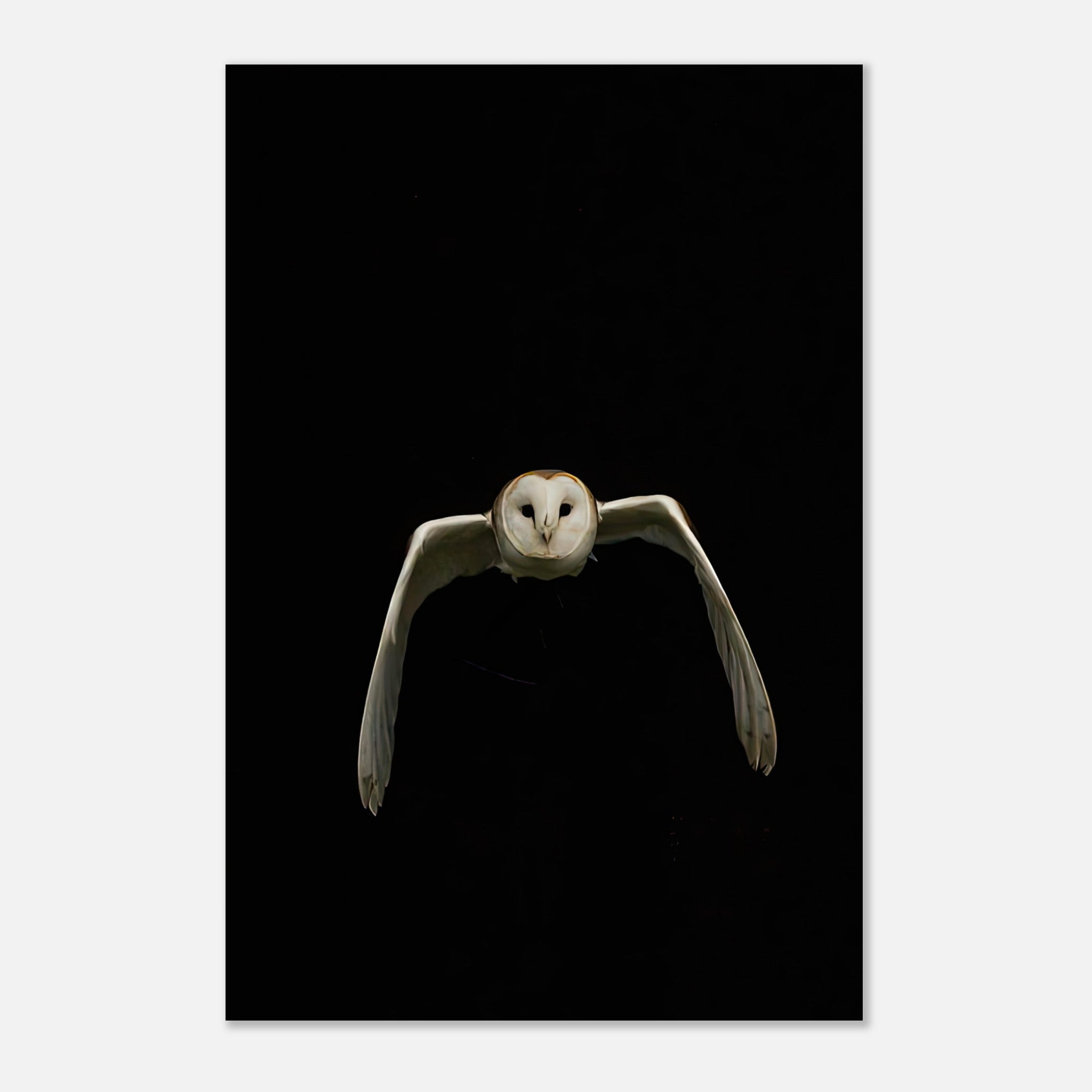 Owl metal print featuring a majestic owl in mid-flight against a dramatic black background.