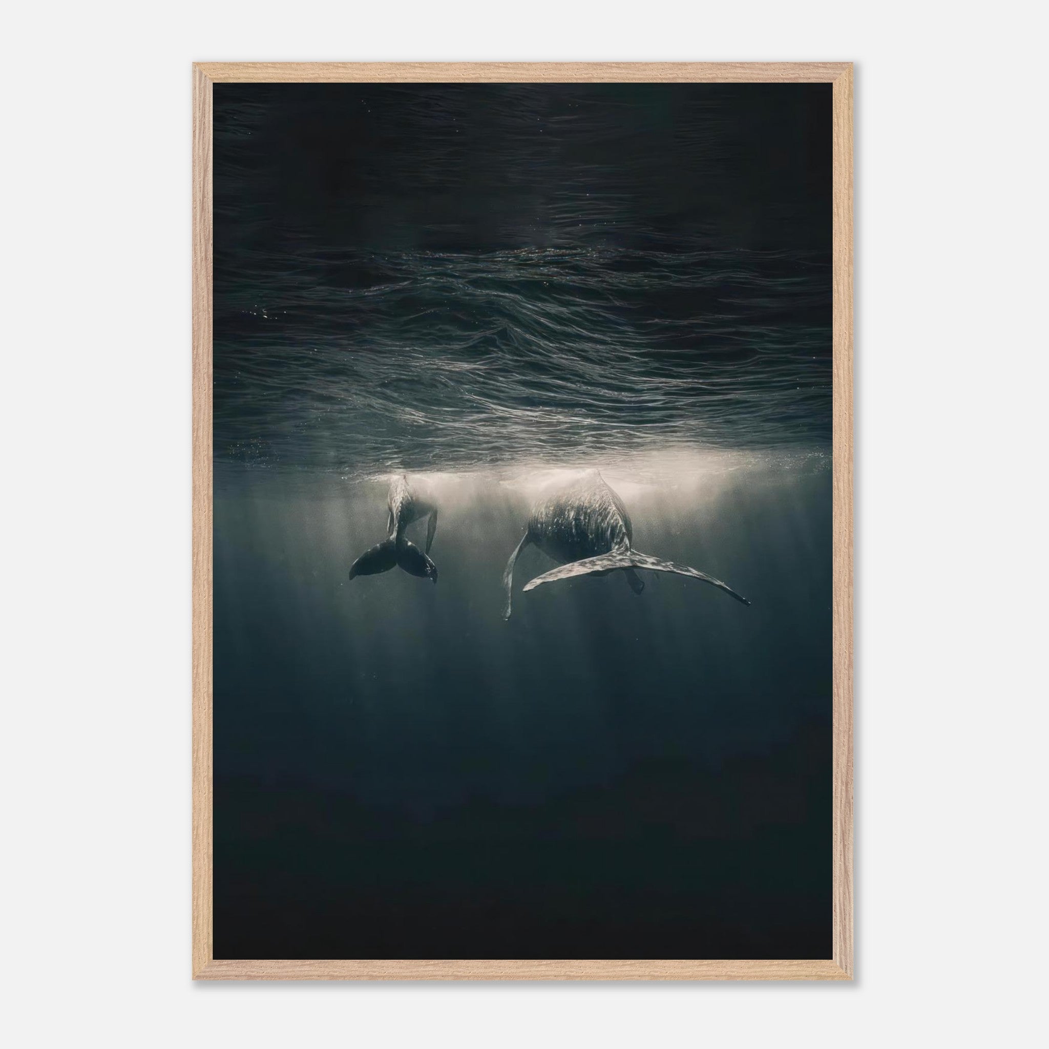 Fine art print of two majestic whales swimming underwater, capturing the beauty of the deep sea.