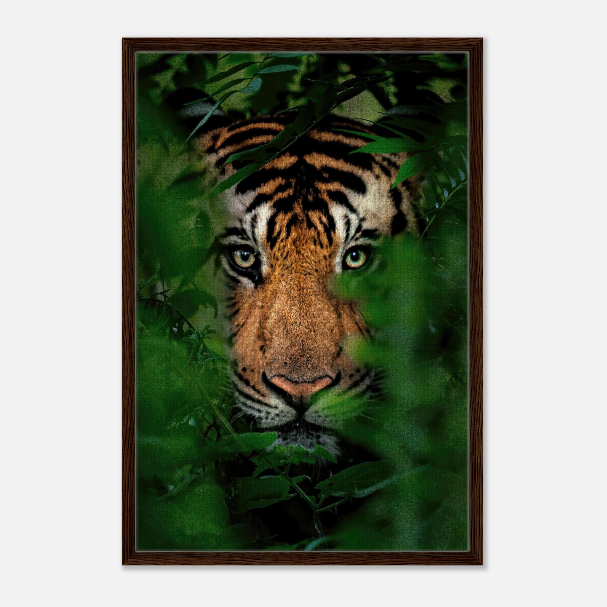 Tiger Through Jungle Framed Canvas Print featuring a fierce tiger gazing through lush greenery.