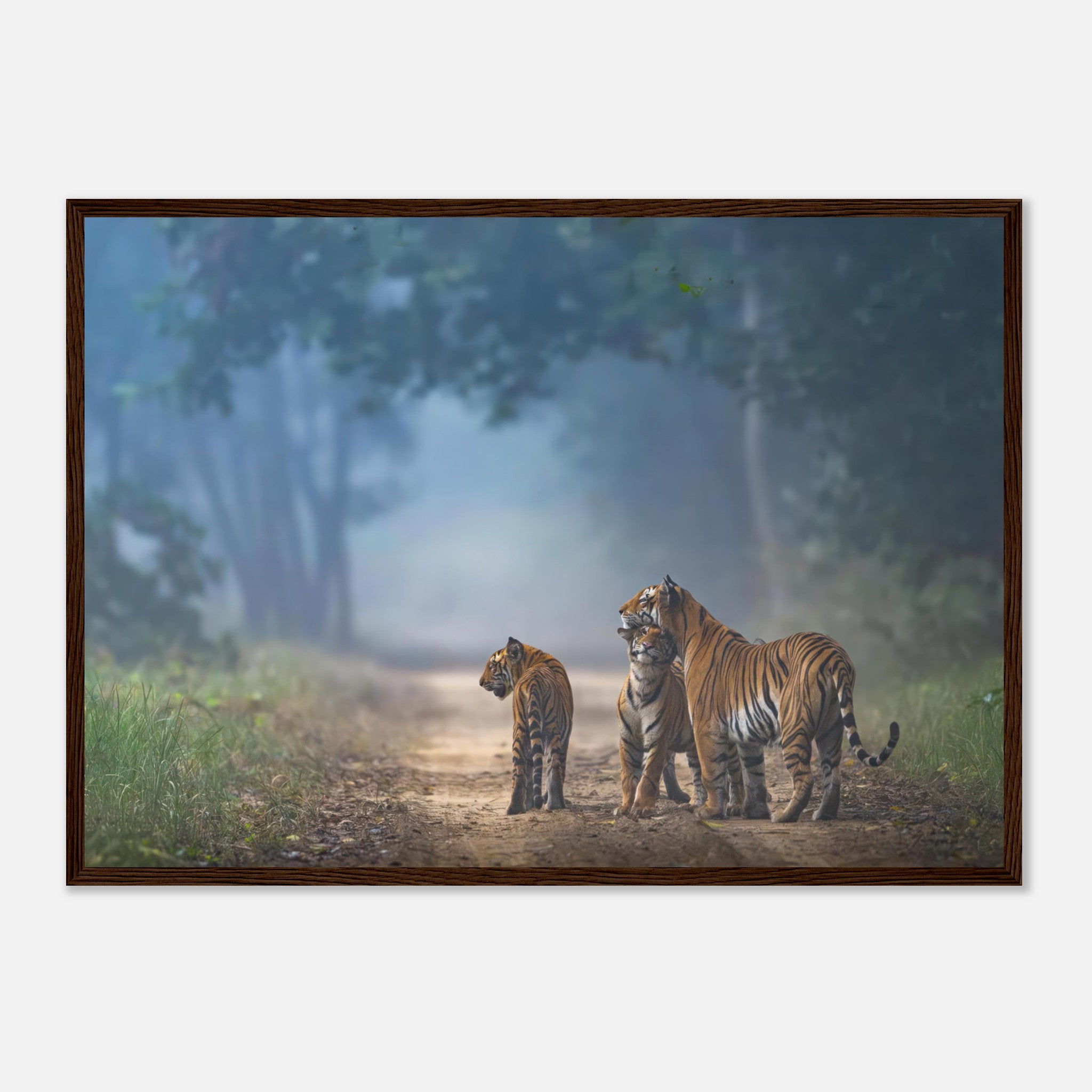 Framed print of a tiger family on a misty forest pathway, showcasing their bond and vibrant orange coats.