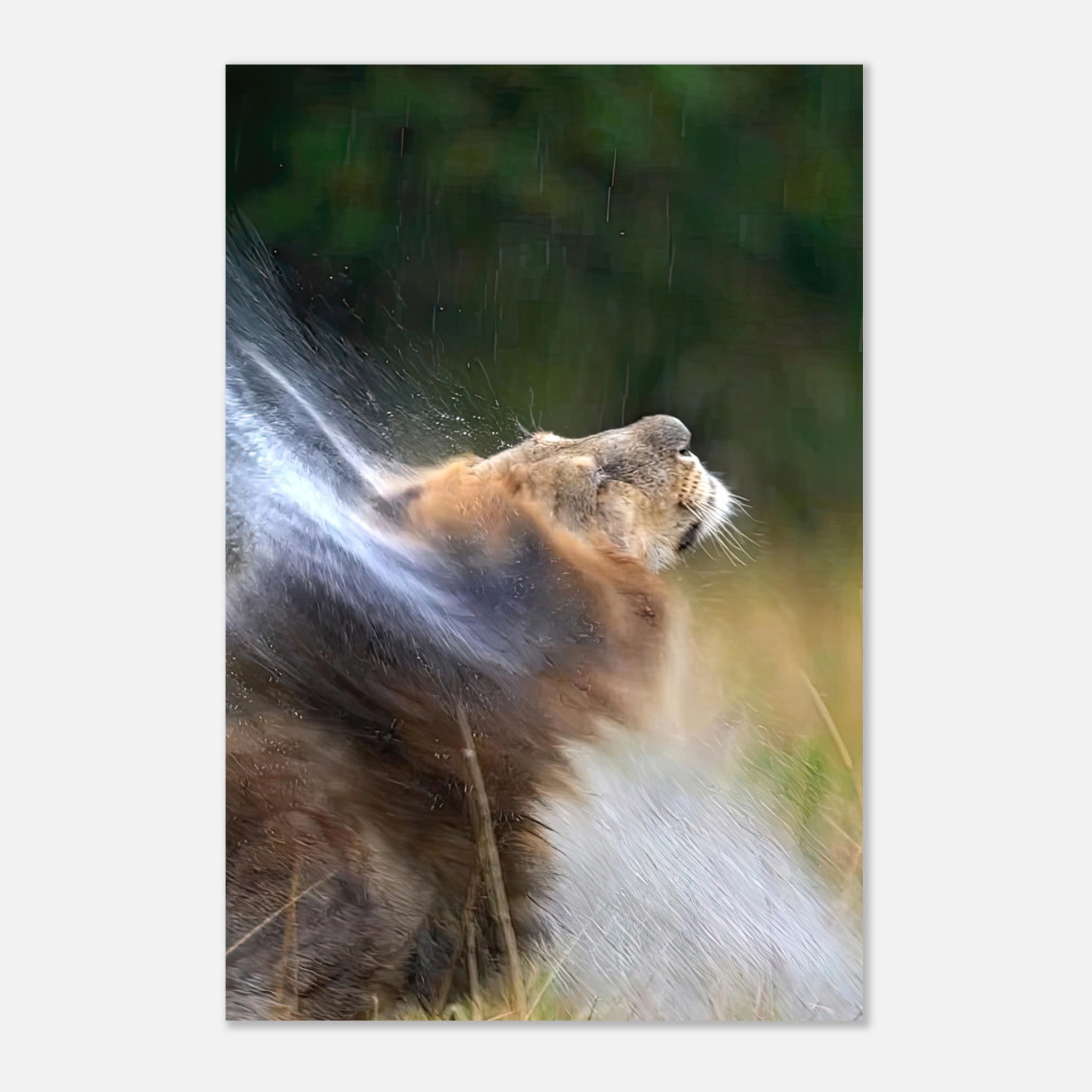 Majestic lion shaking off water droplets in a stunning metal print, showcasing strength and elegance.