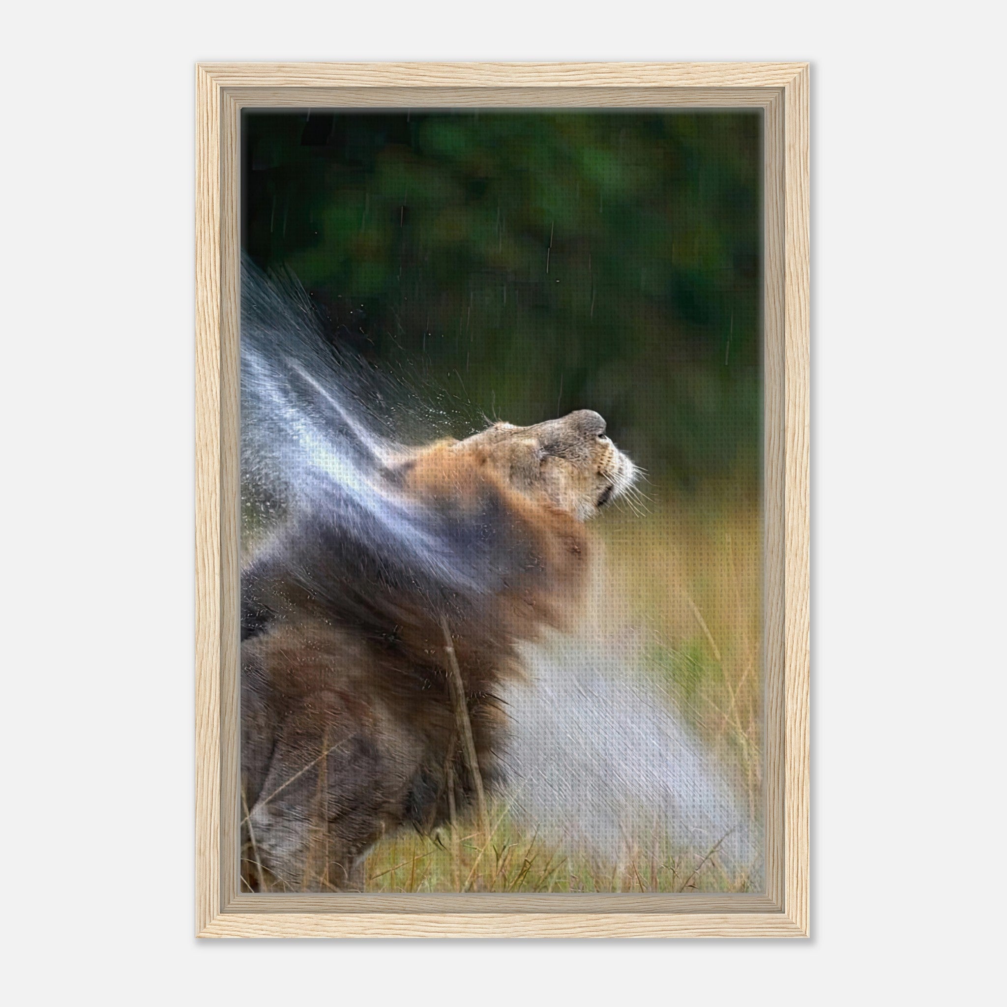 Lion shaking off water in vibrant framed canvas print, showcasing nature's raw power and beauty.