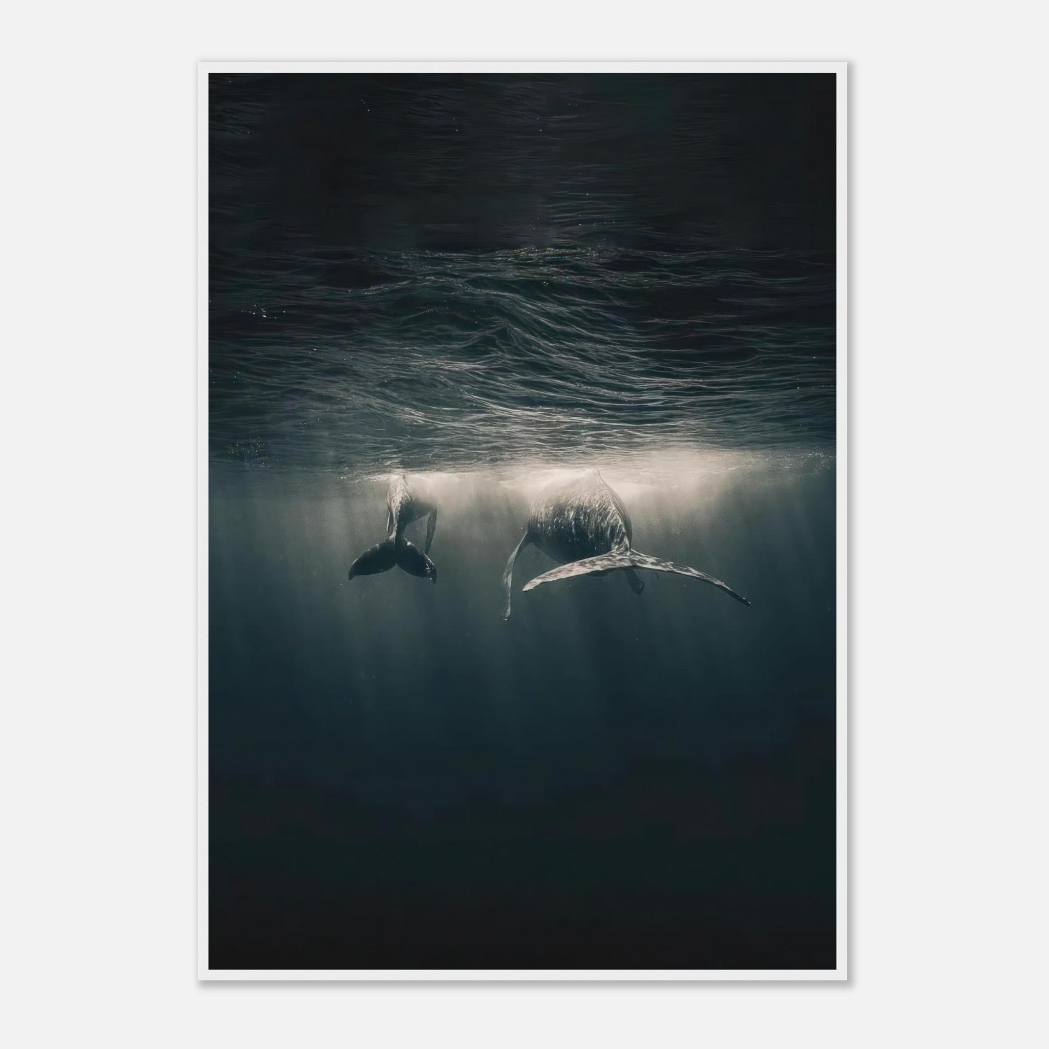 Framed print of two whales swimming gracefully underwater, illuminated by soft sunlight rays.