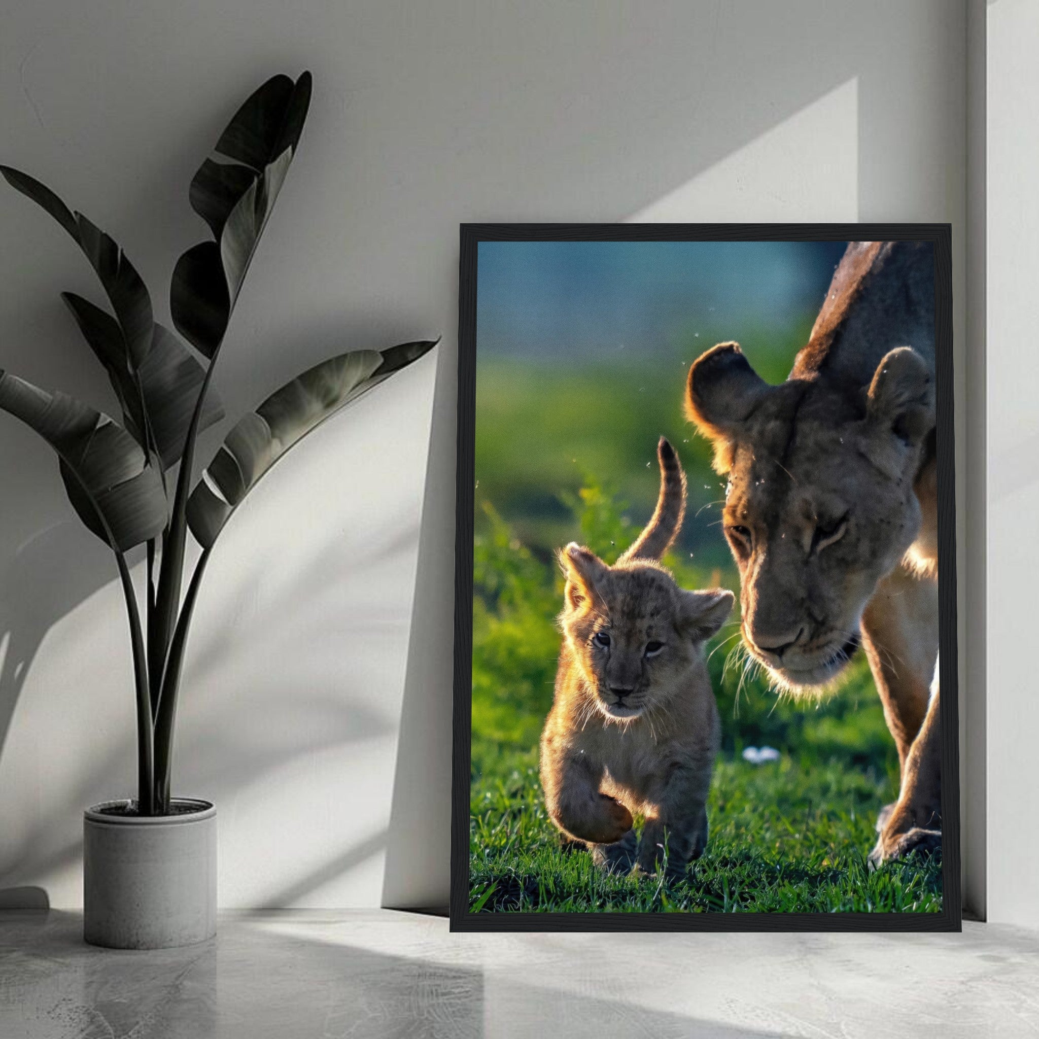 Protective lion mother and cub framed print, showcasing the bond between them in a serene outdoor setting.