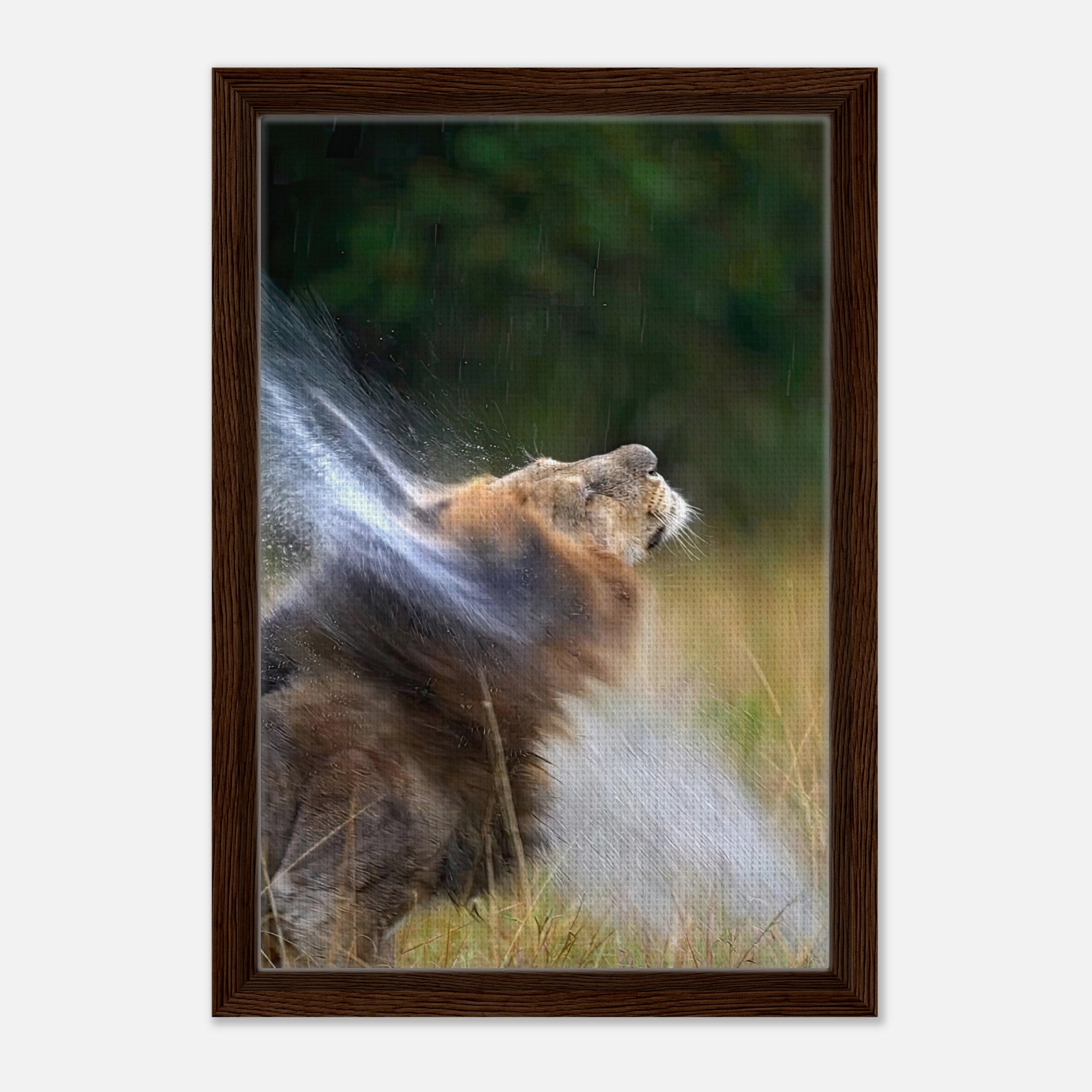 Majestic lion shaking off water in a framed canvas print, showcasing nature's strength and beauty.