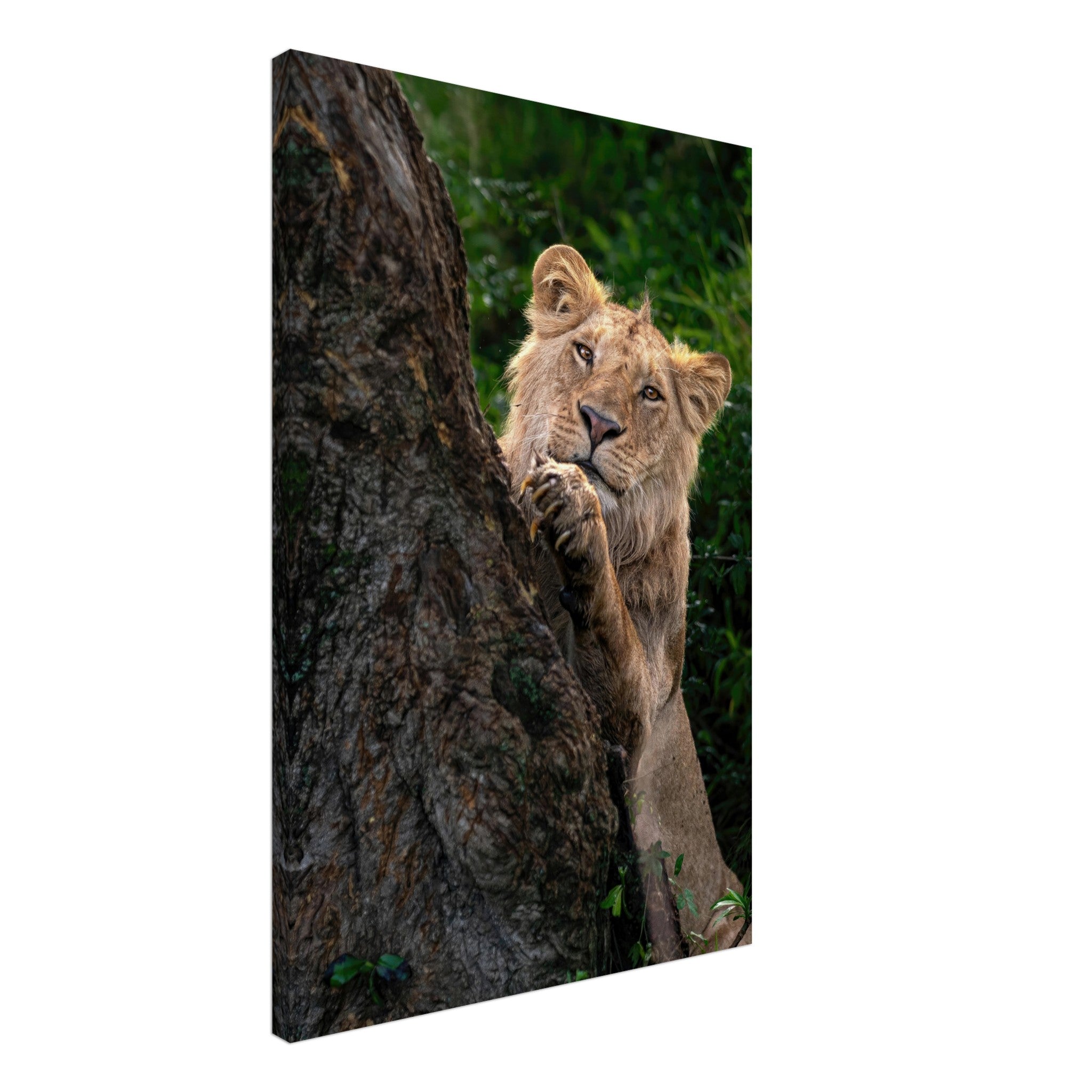 Playful lion peeking from behind a tree on a vibrant canvas, showcasing nature's beauty and wildlife intrigue.