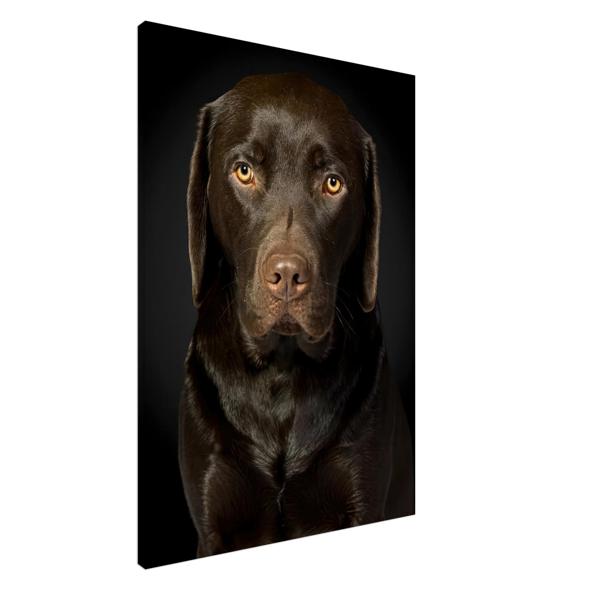 High-resolution portrait of a Chocolate Labrador against a black background, showcasing its loyal and intelligent expression.