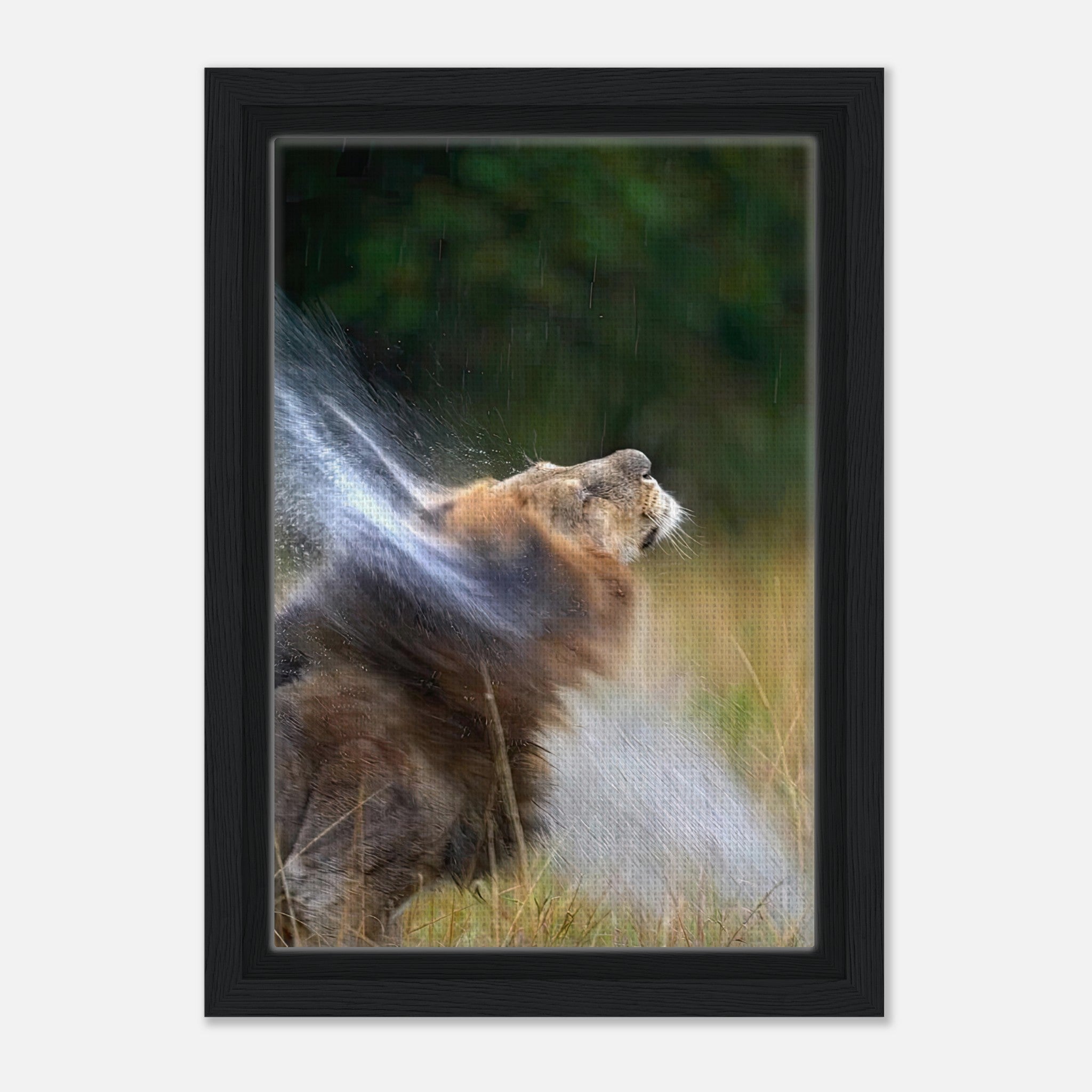 Lion shaking off water in a vibrant framed canvas print, showcasing nature's power and beauty.
